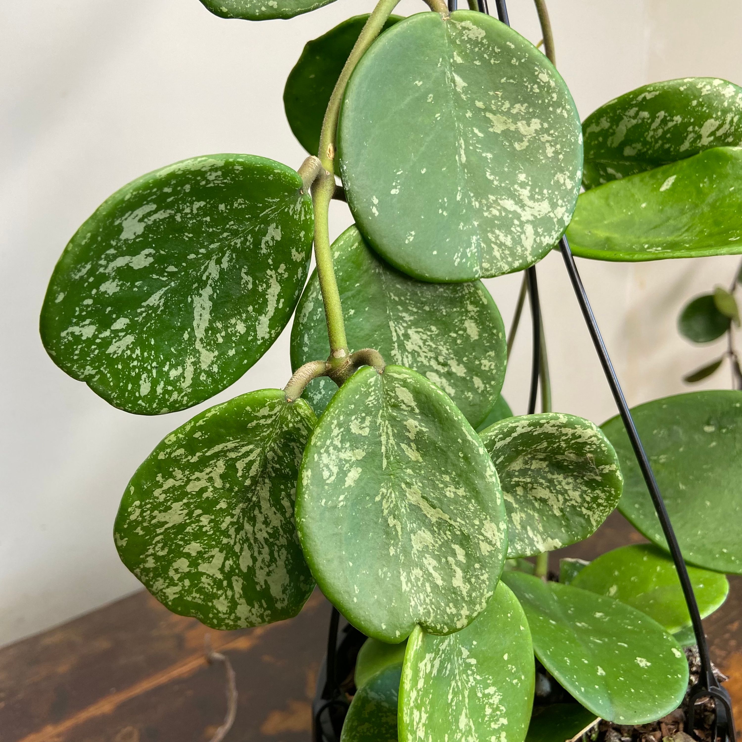 Hoya obovata Splash, photo 5