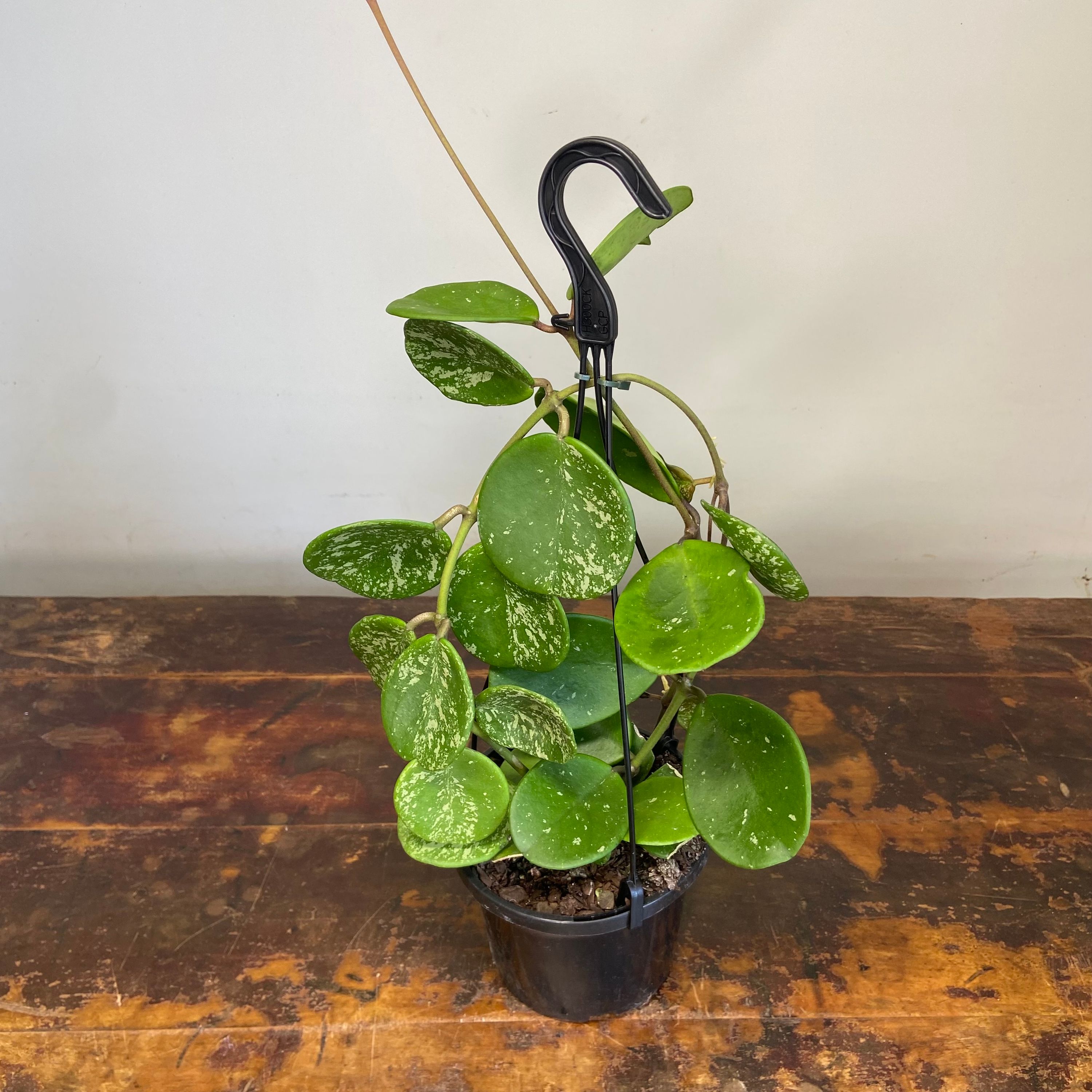 Hoya obovata Splash, photo 6