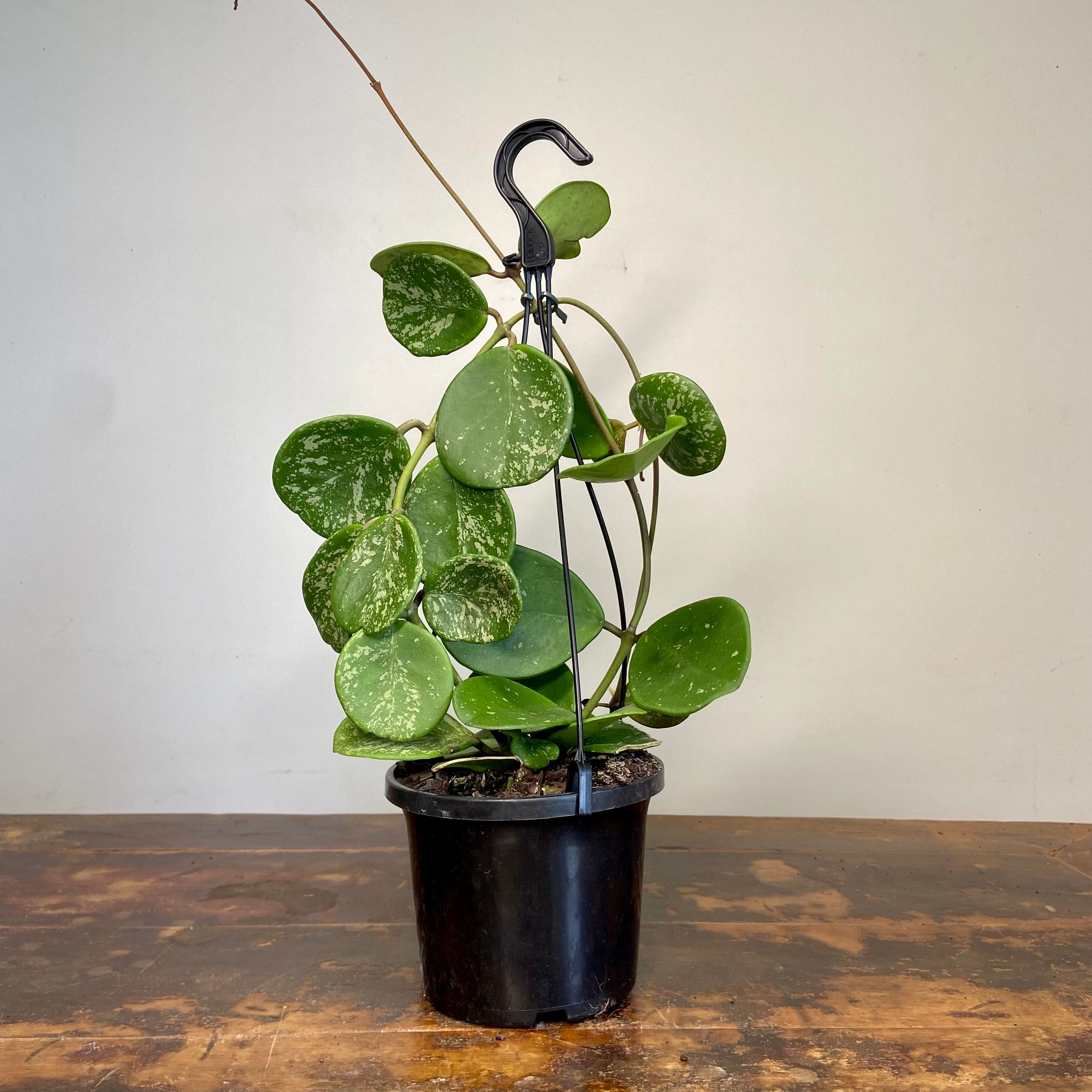 Hoya obovata Splash, photo 7