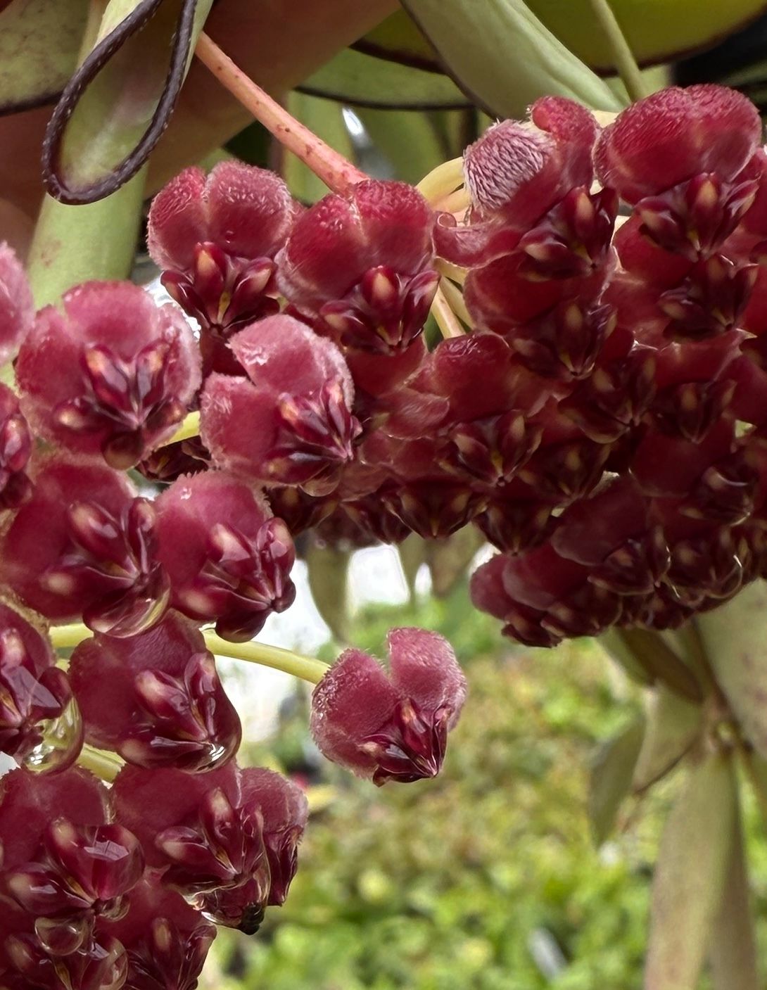 Hoya wayettii grown at the nursery