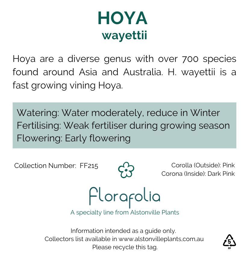 Hoya wayettii, photo 2
