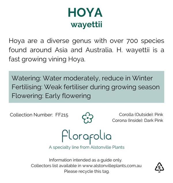 Hoya wayettii, photo 2