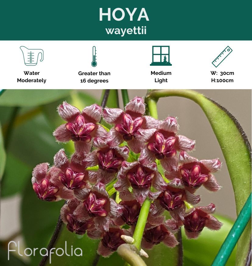 Hoya wayettii, photo 3