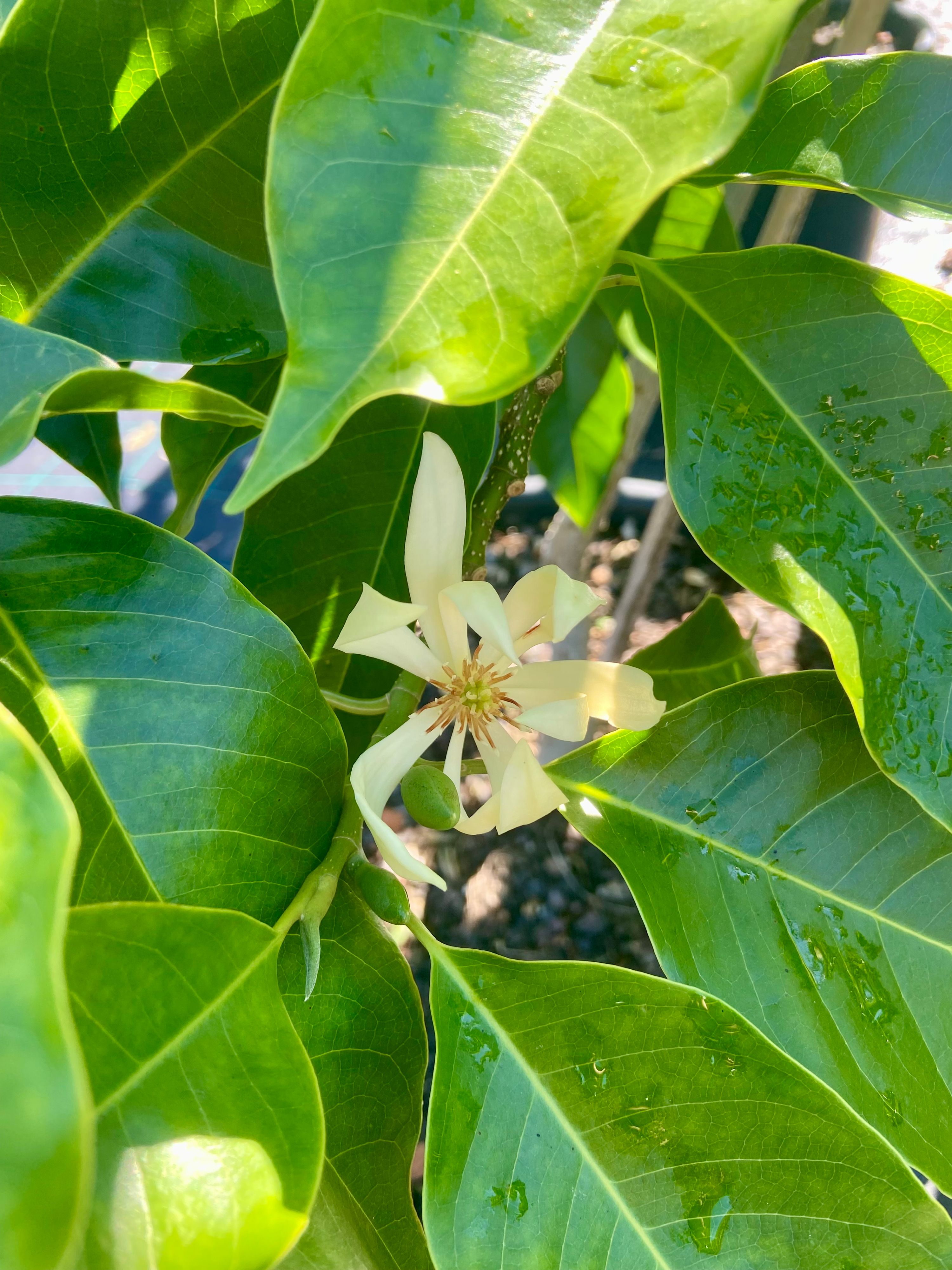 Michelia alba grown at the nursery