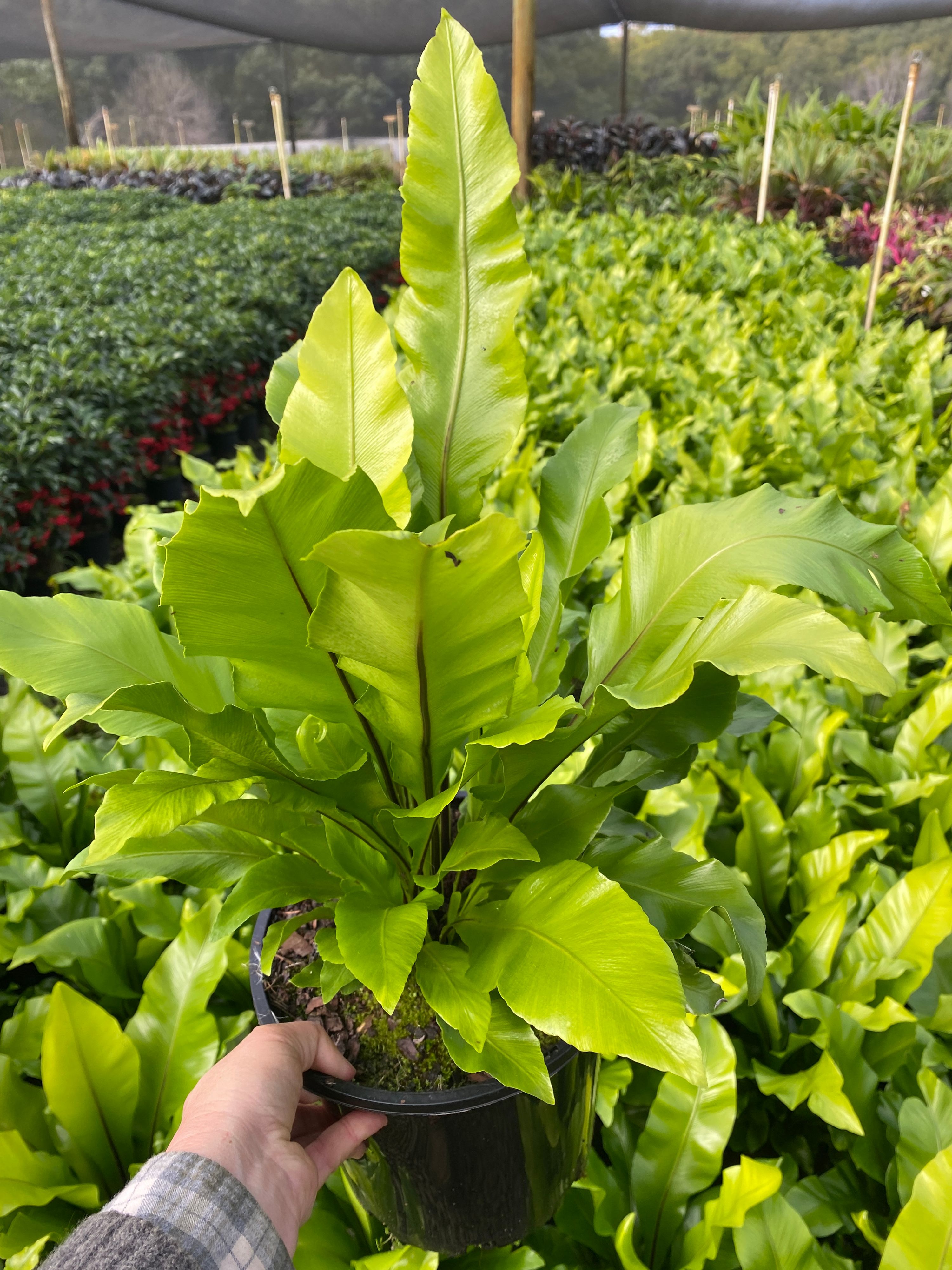 Asplenium nidus, photo 2