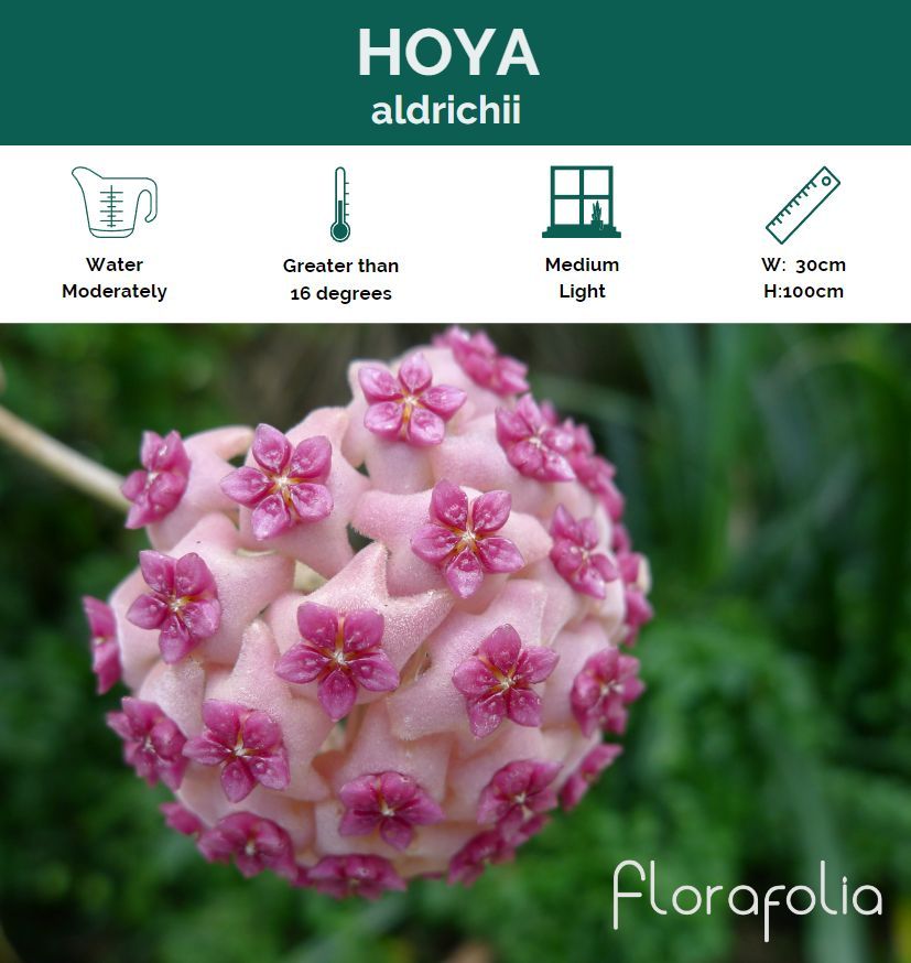 Hoya aldrichii, photo 6