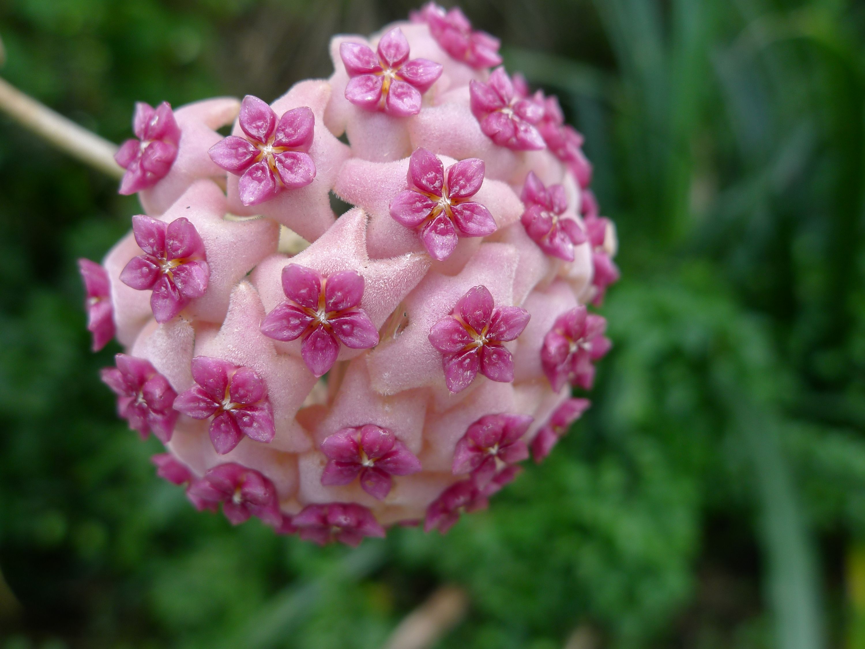 Hoya aldrichii grown at the nursery