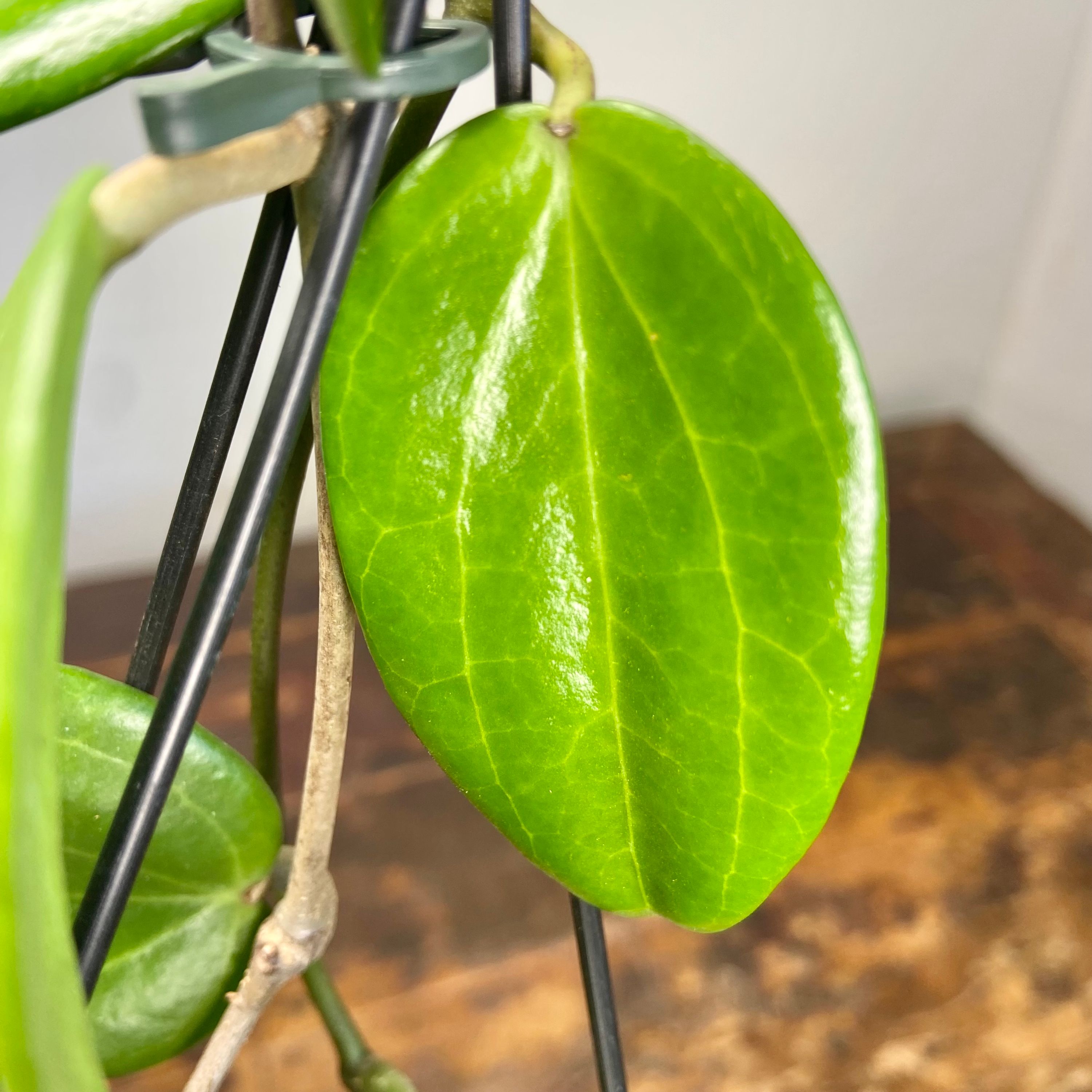 Hoya aldrichii, photo 2