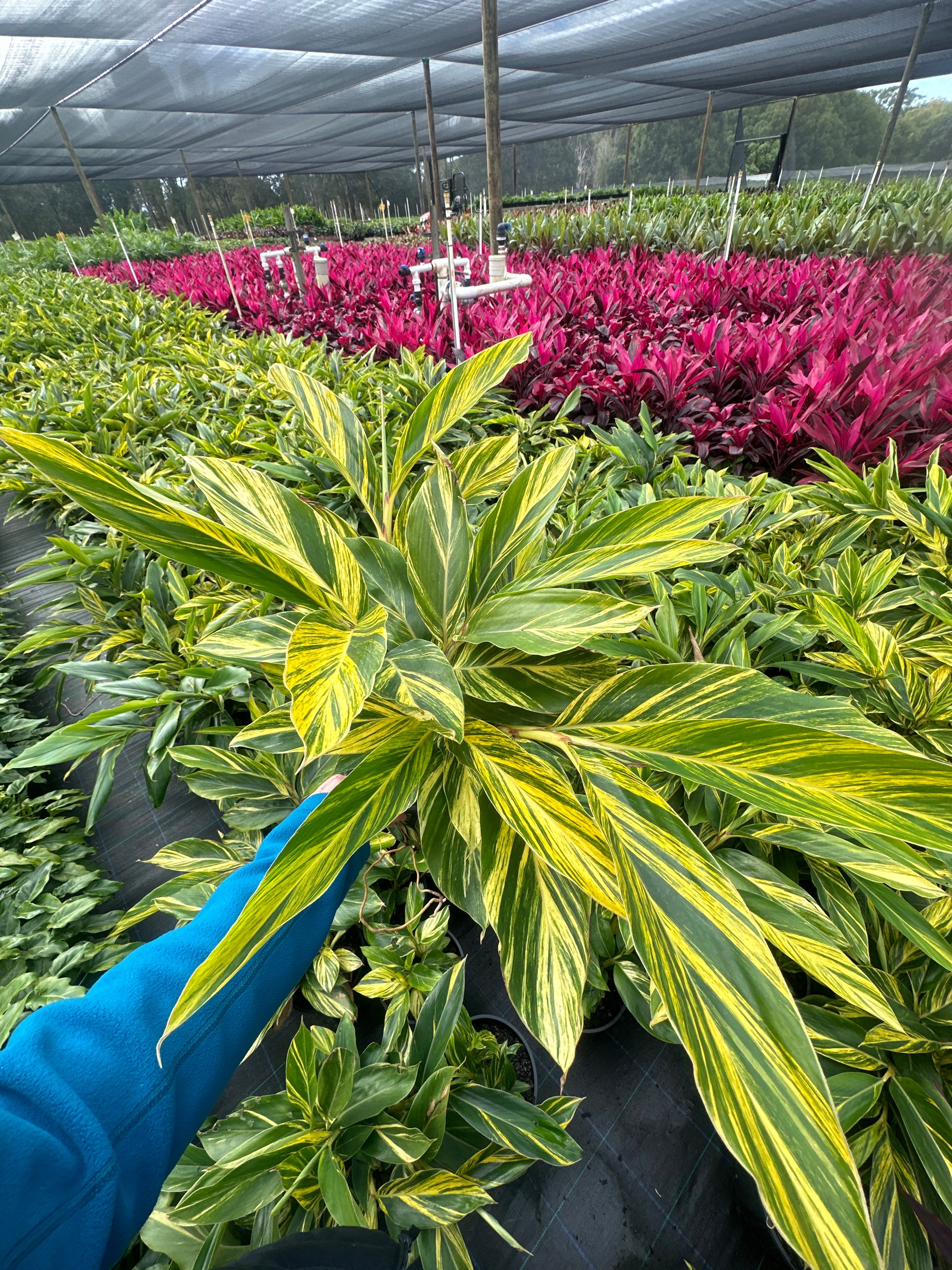Alpinia zerumbet variegata grown at the nursery