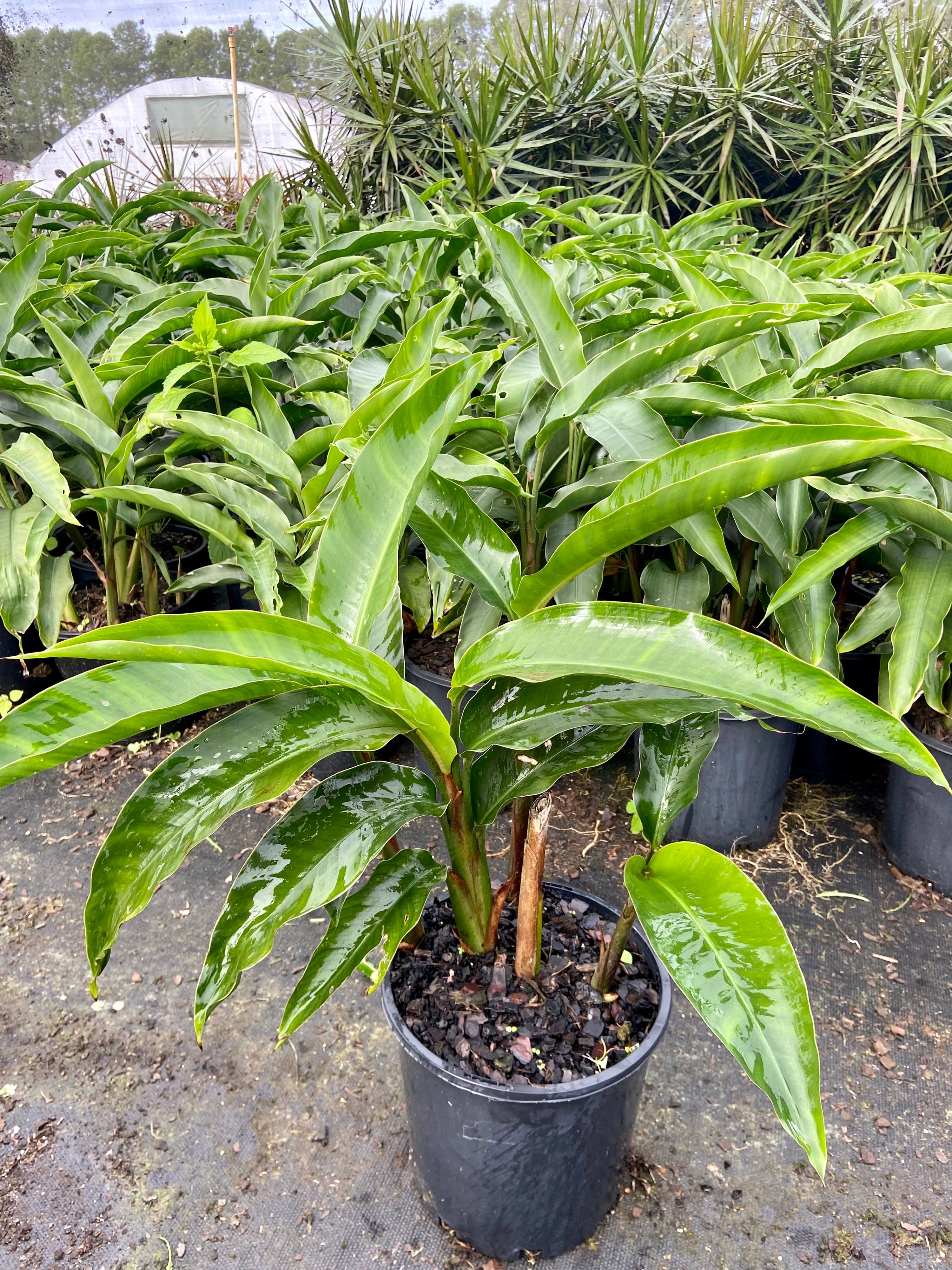 Heliconia angusta Red Christmas, photo 3
