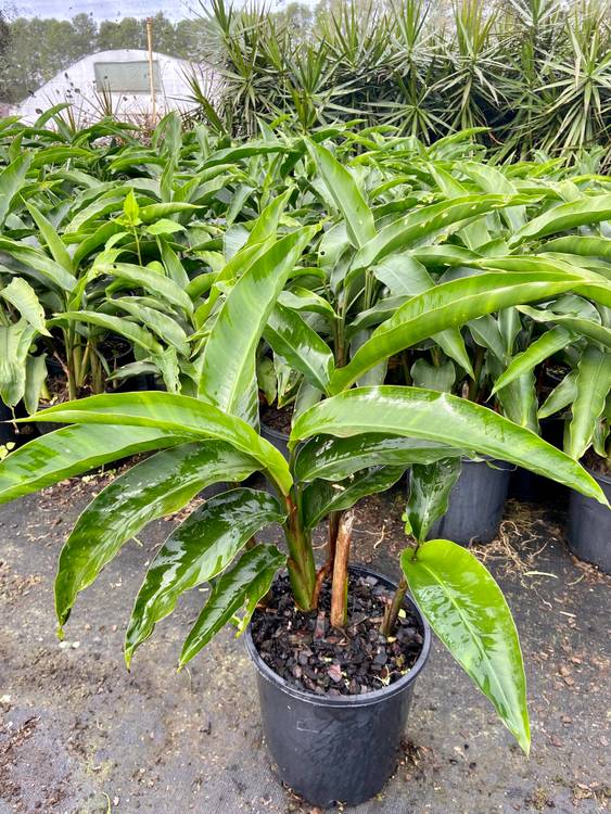 Heliconia angusta Red Christmas, photo 3