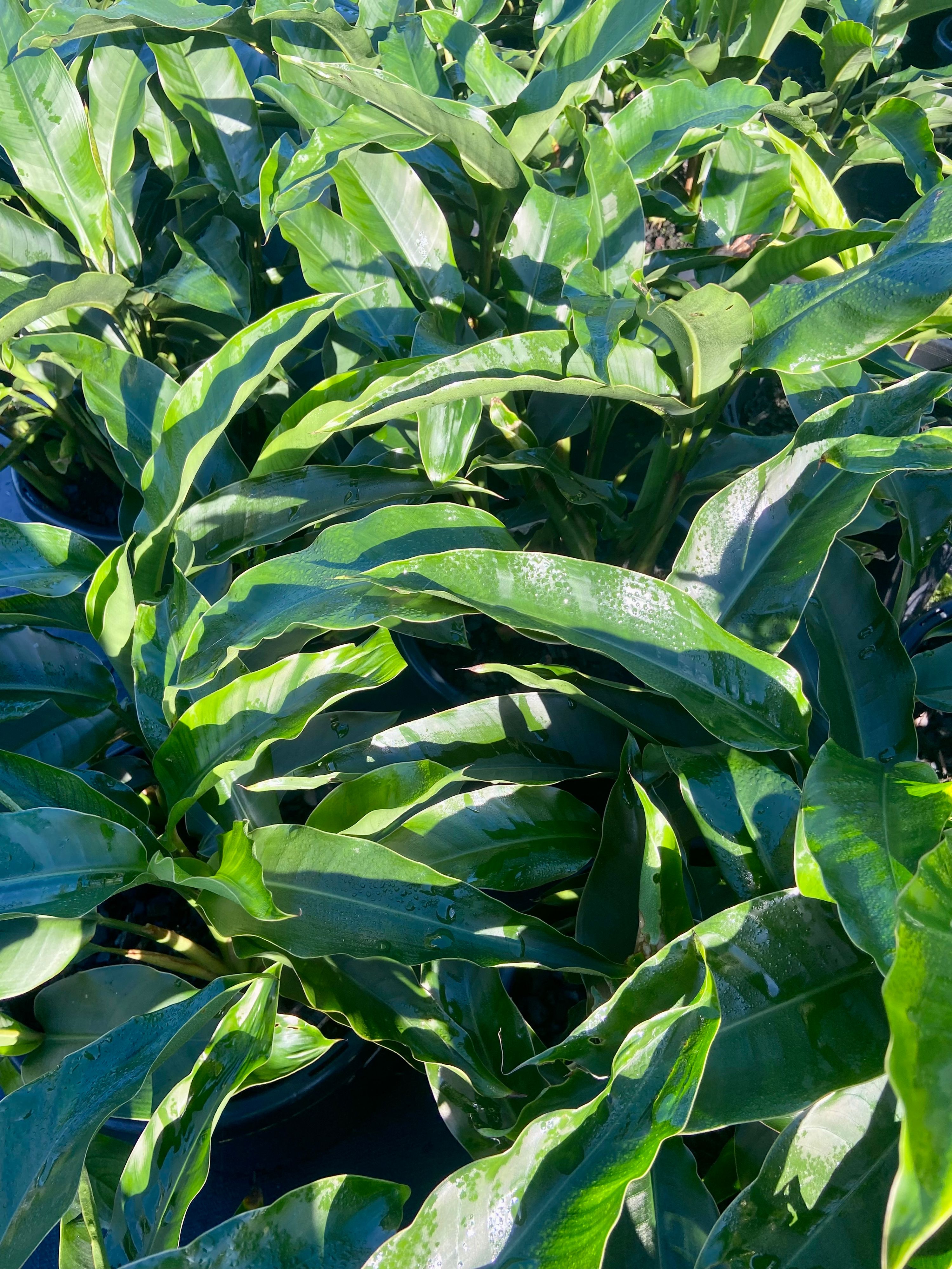 Heliconia angusta Red Christmas, photo 4