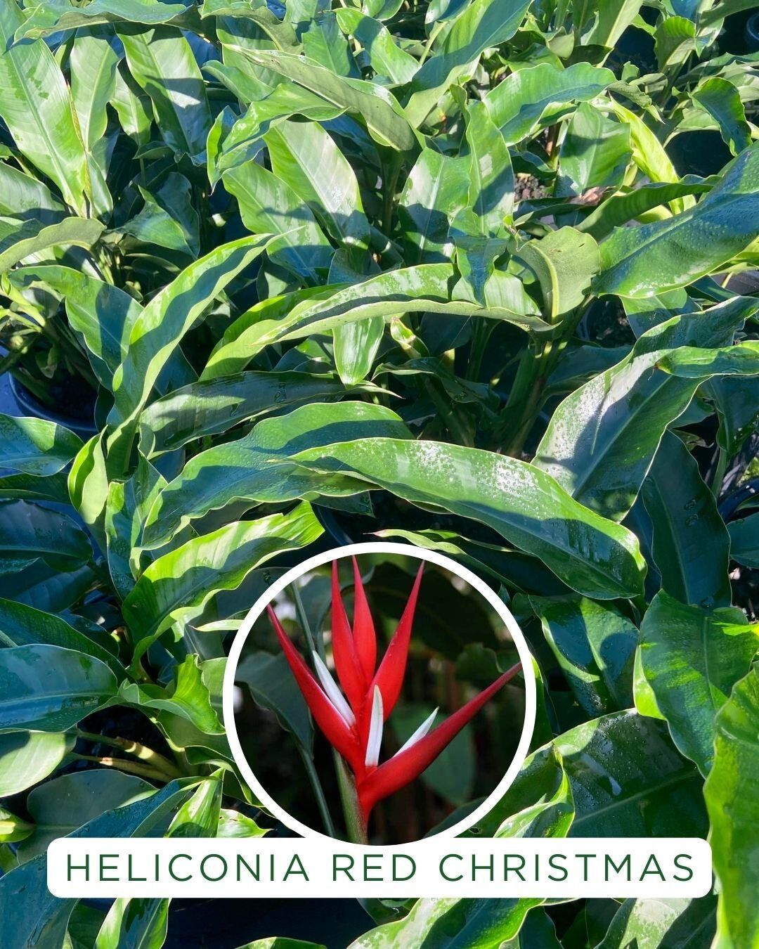 Heliconia angusta Red Christmas, photo 5