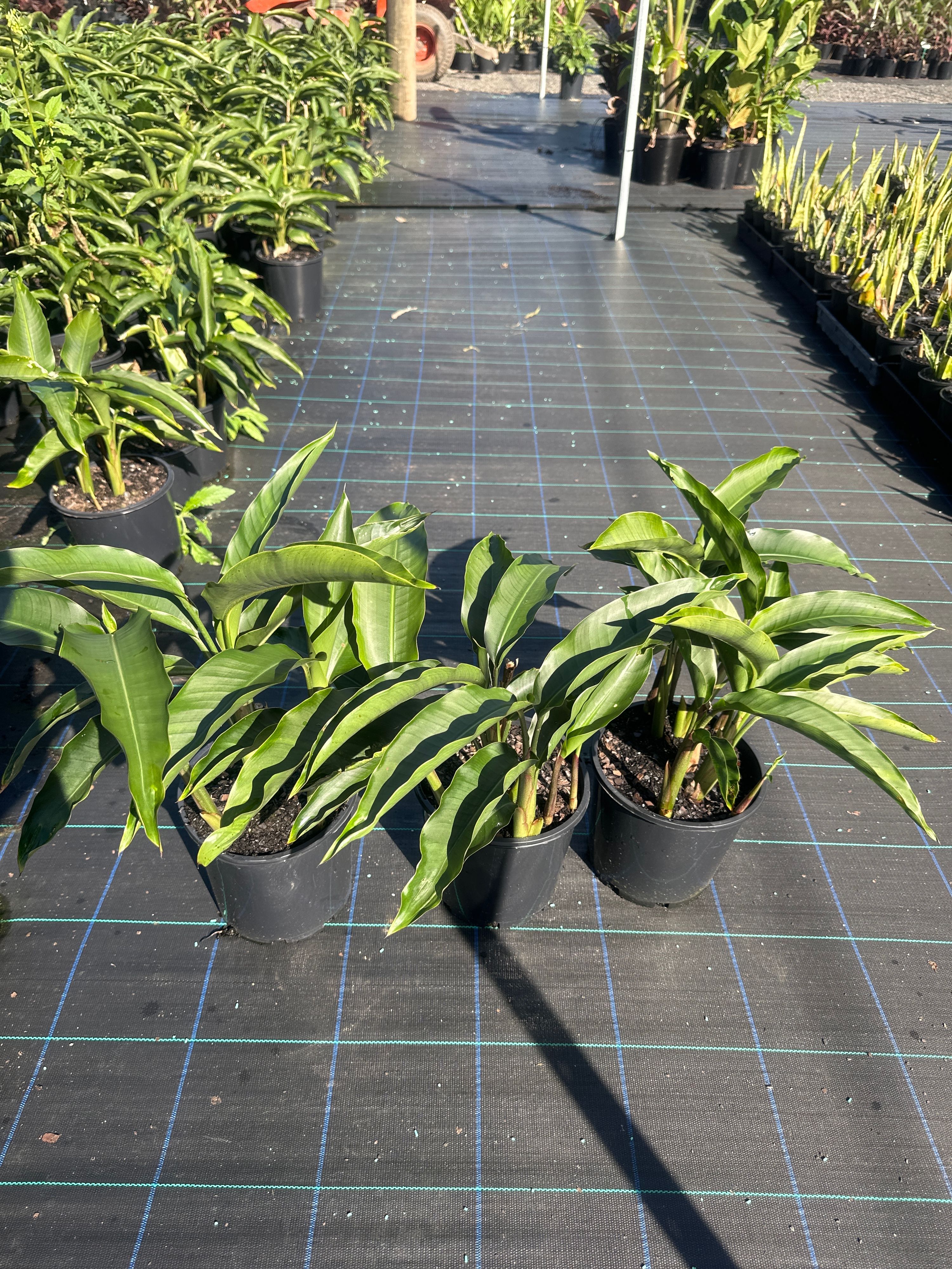 Heliconia angusta Red Christmas, photo 2