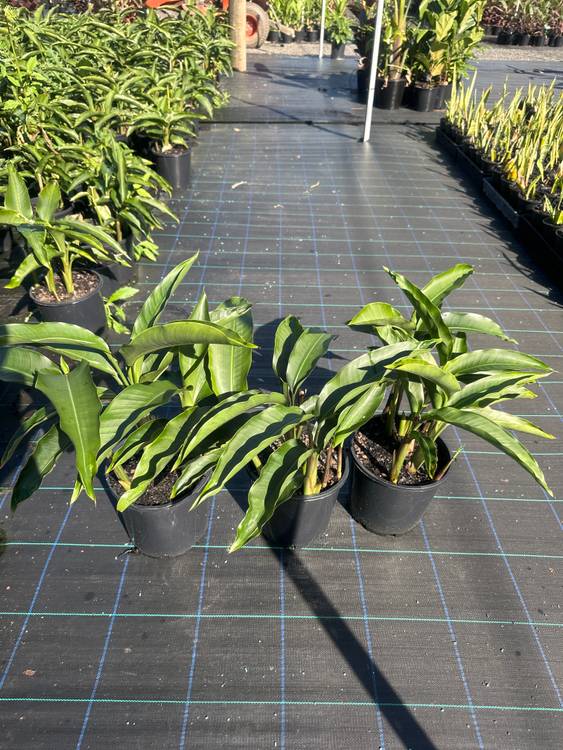 Heliconia angusta Red Christmas, photo 2