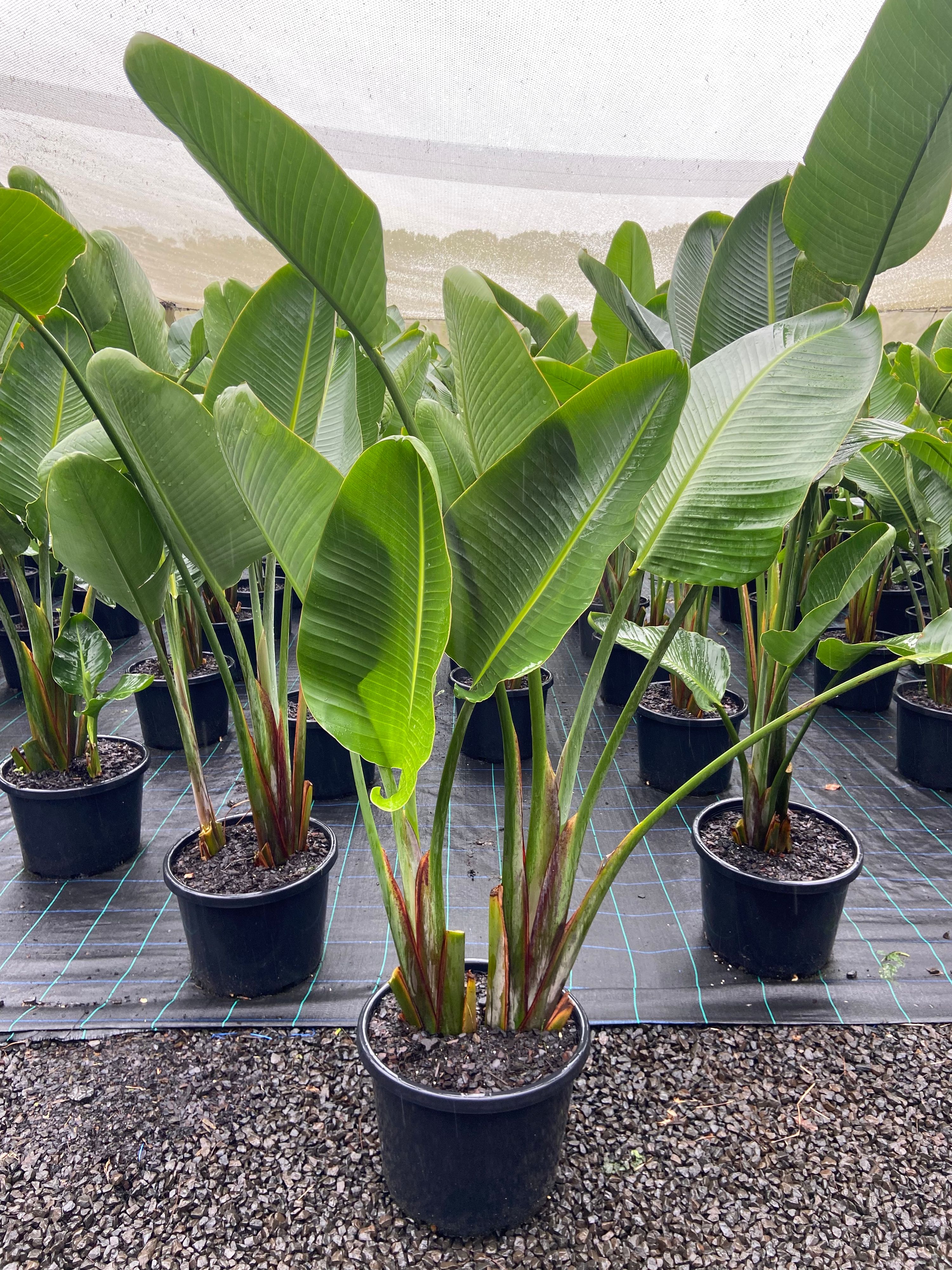 Strelitzia nicolai, photo 4