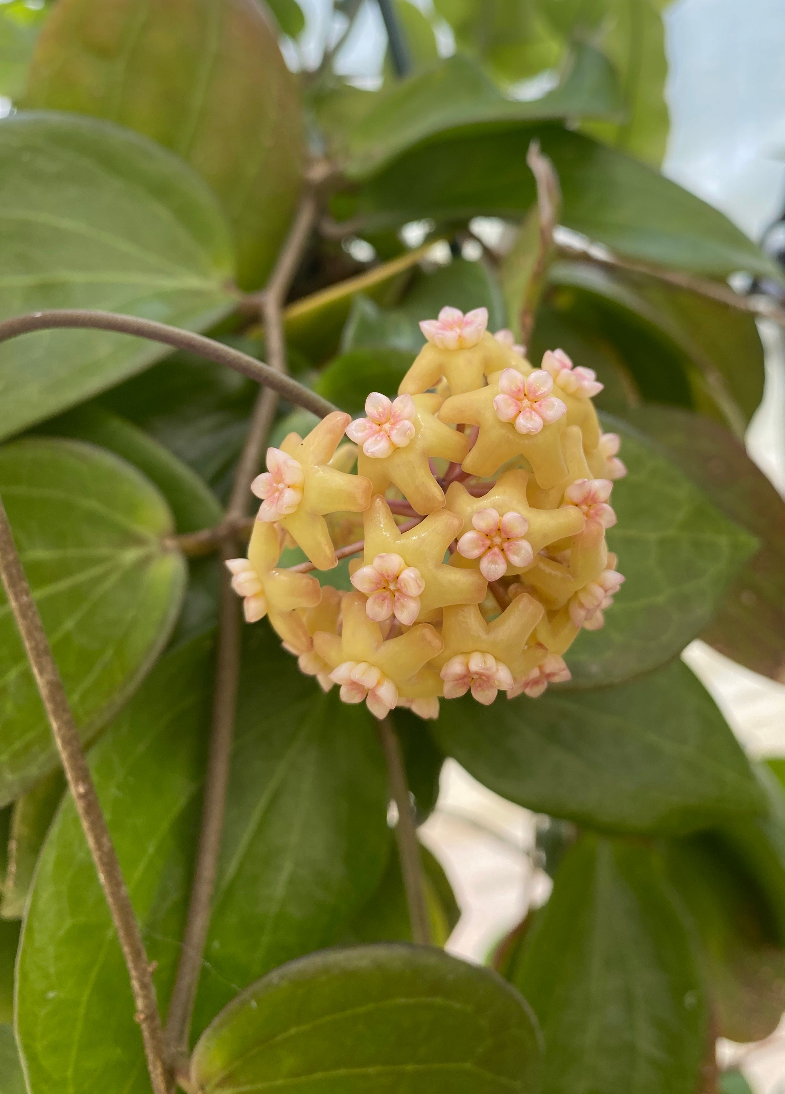 Hoya pottsii grown at the nursery