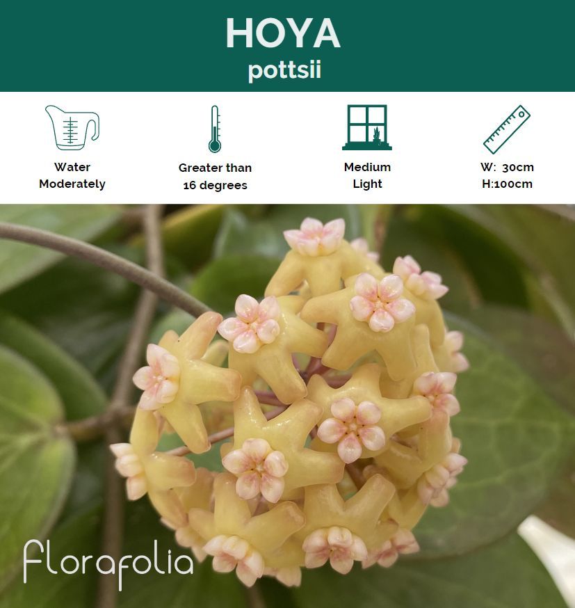 Hoya pottsii, photo 7