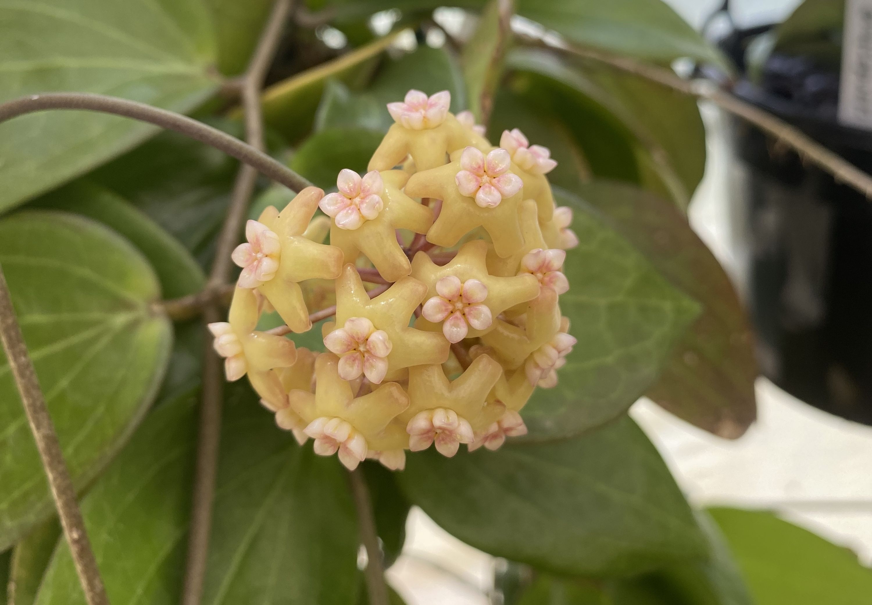 Hoya pottsii, photo 2