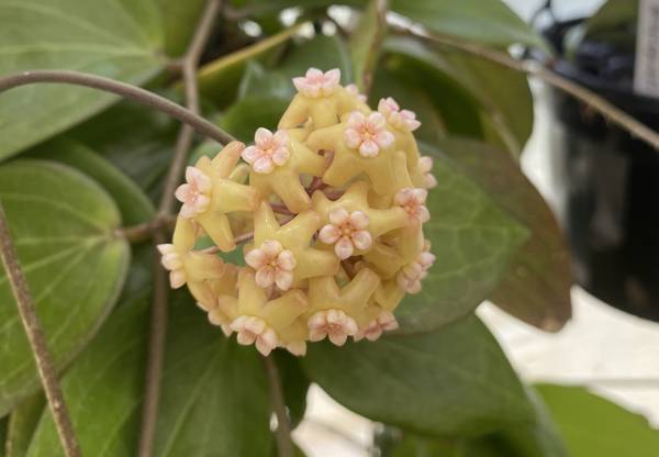 Hoya pottsii, photo 2