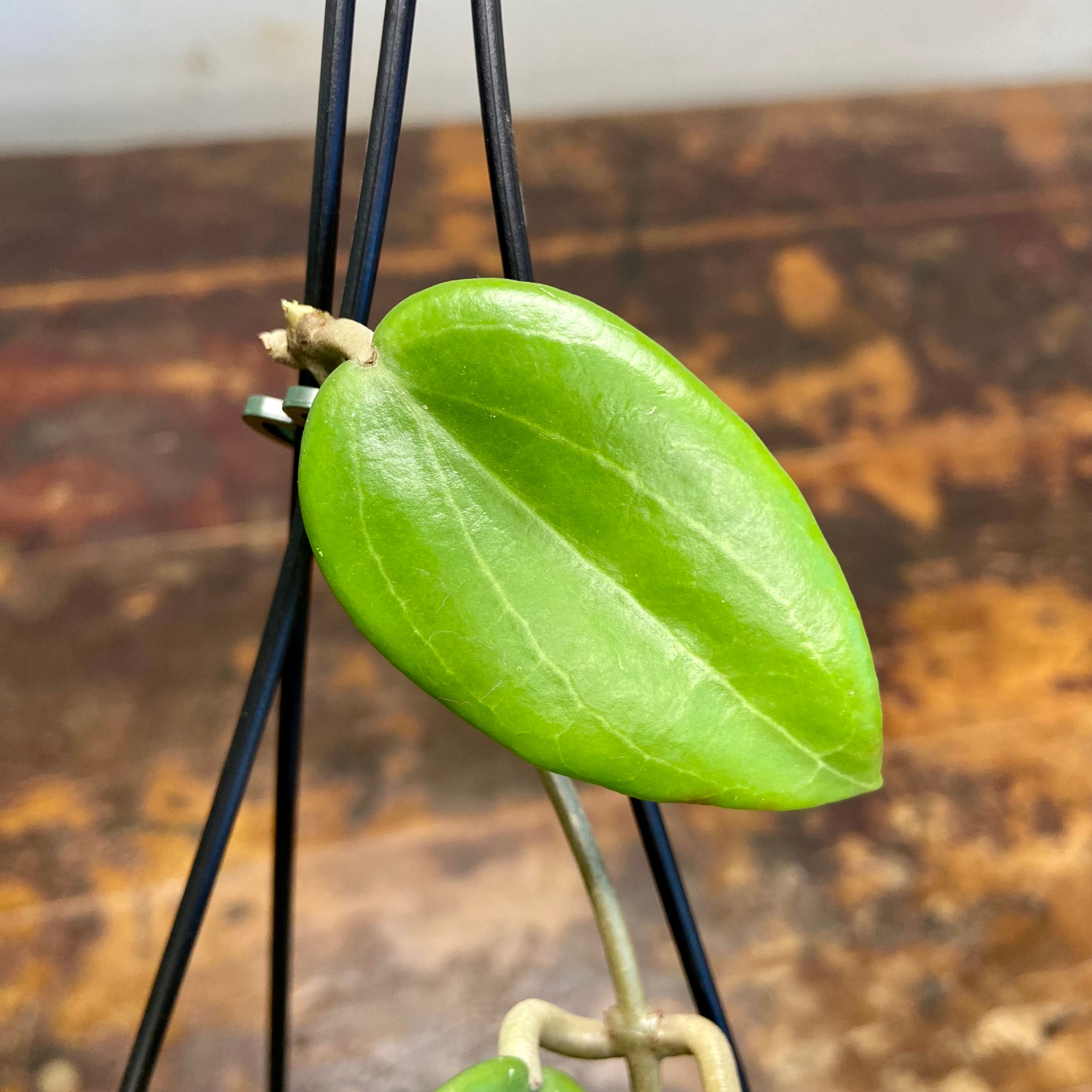 Hoya pottsii, photo 3