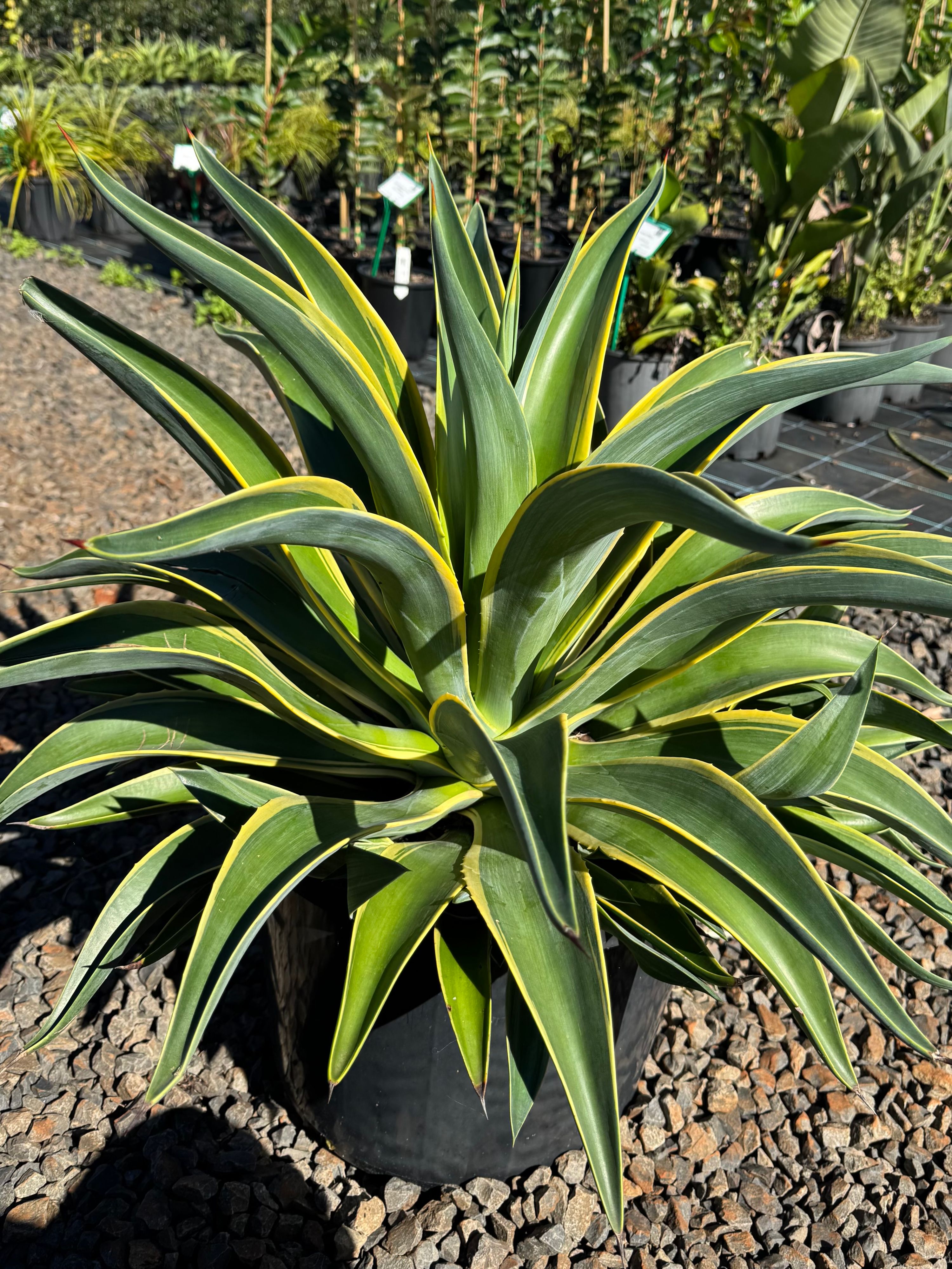 Agave desmettiana El Miradores Gold grown at the nursery