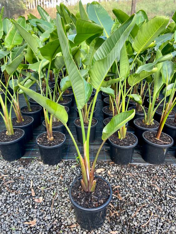 Strelitzia nicolai, photo 3