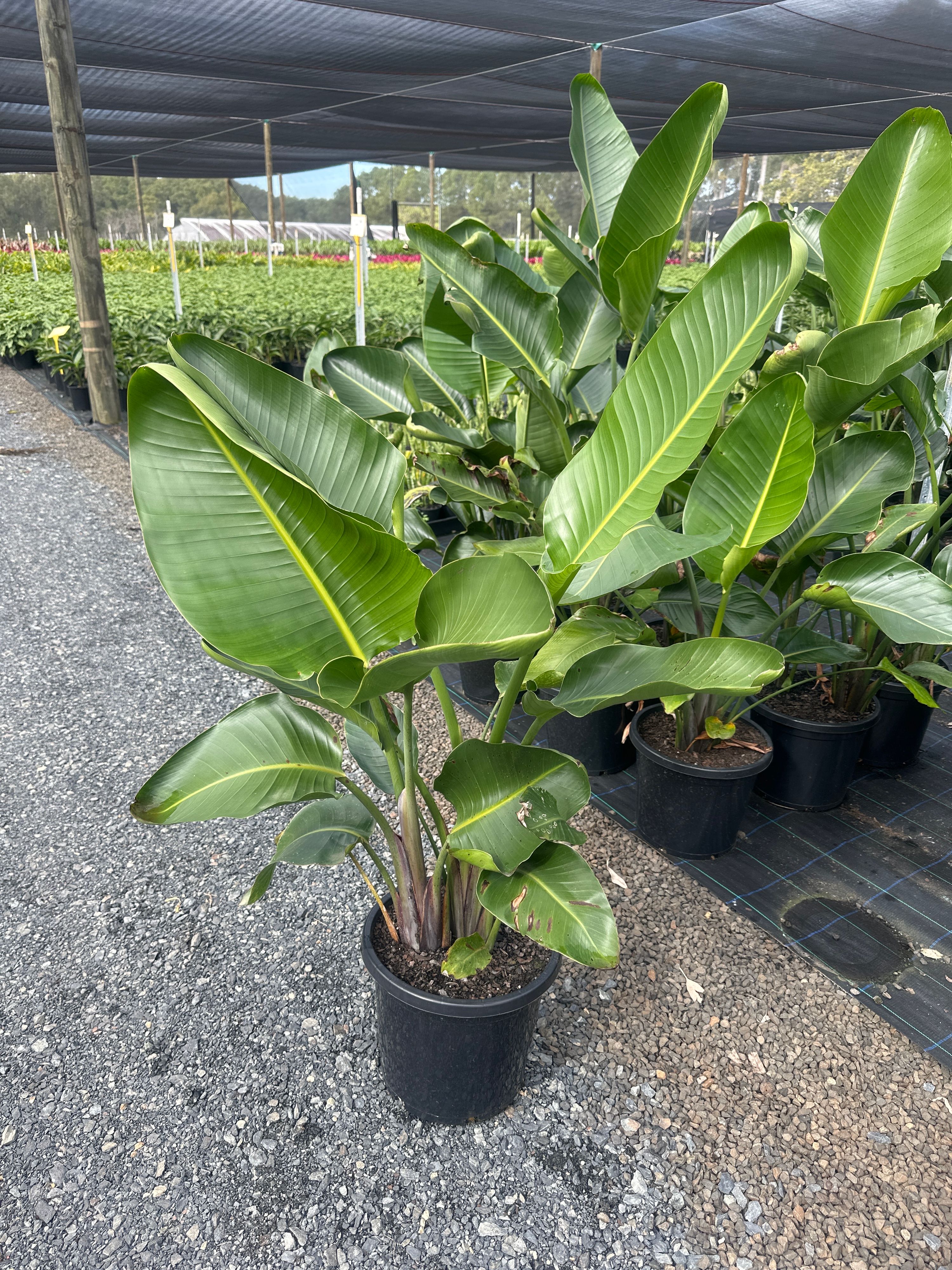 Strelitzia nicolai grown at the nursery