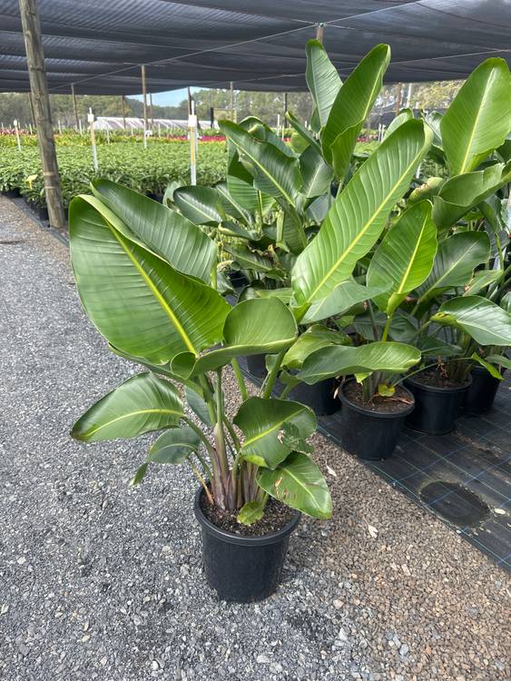 Strelitzia nicolai, photo 2