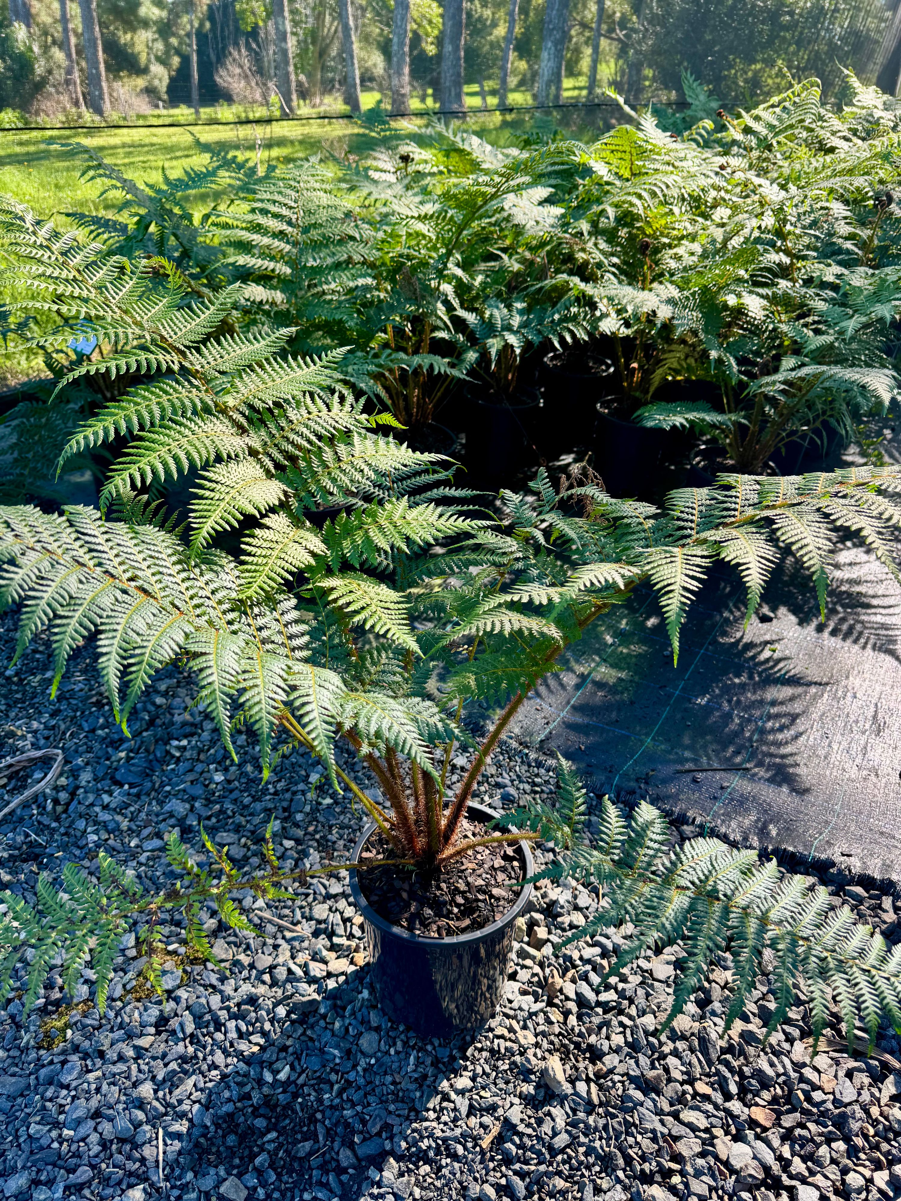 Cyathea cooperi grown at the nursery