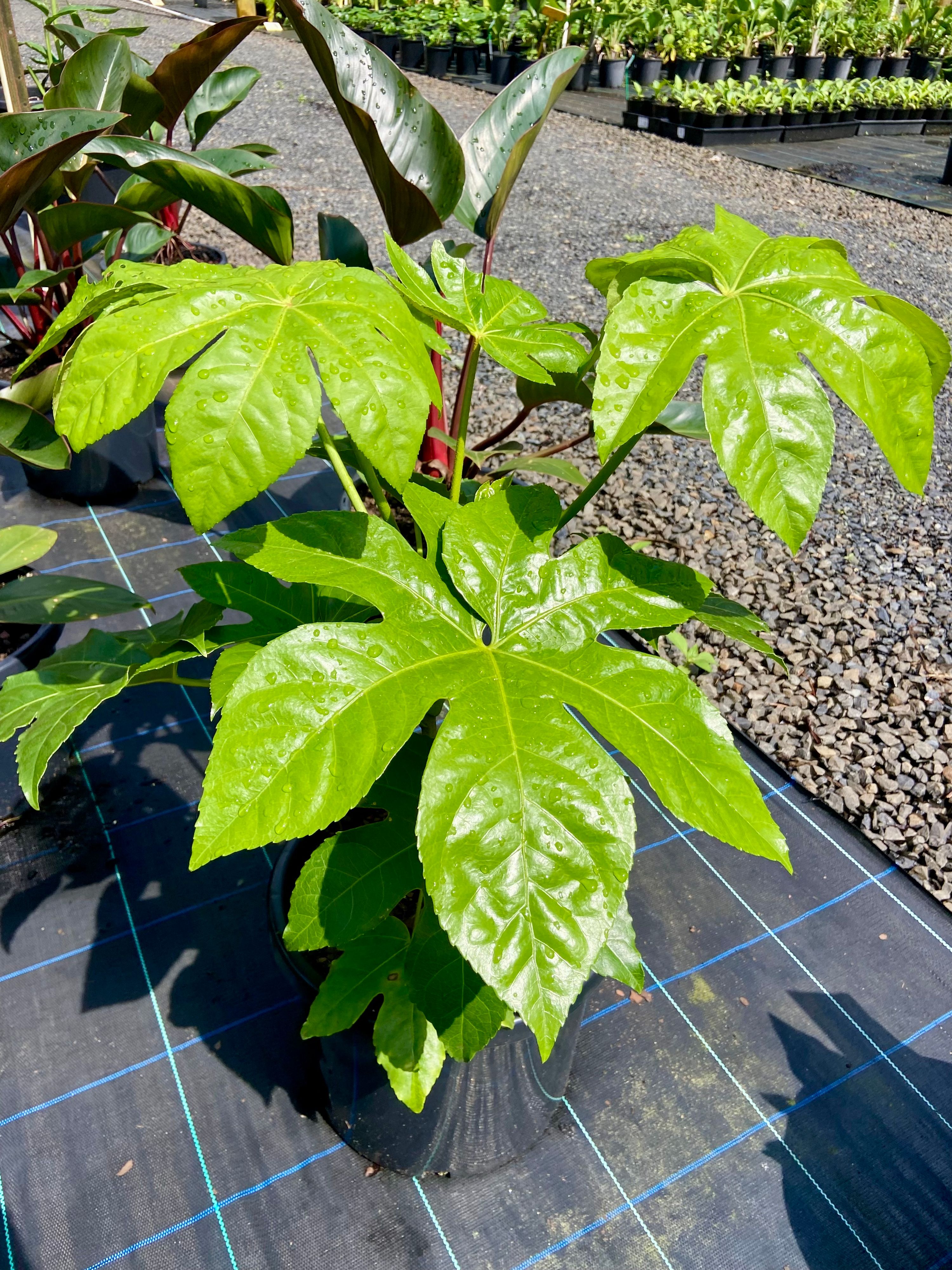 Fatsia japonica grown at the nursery