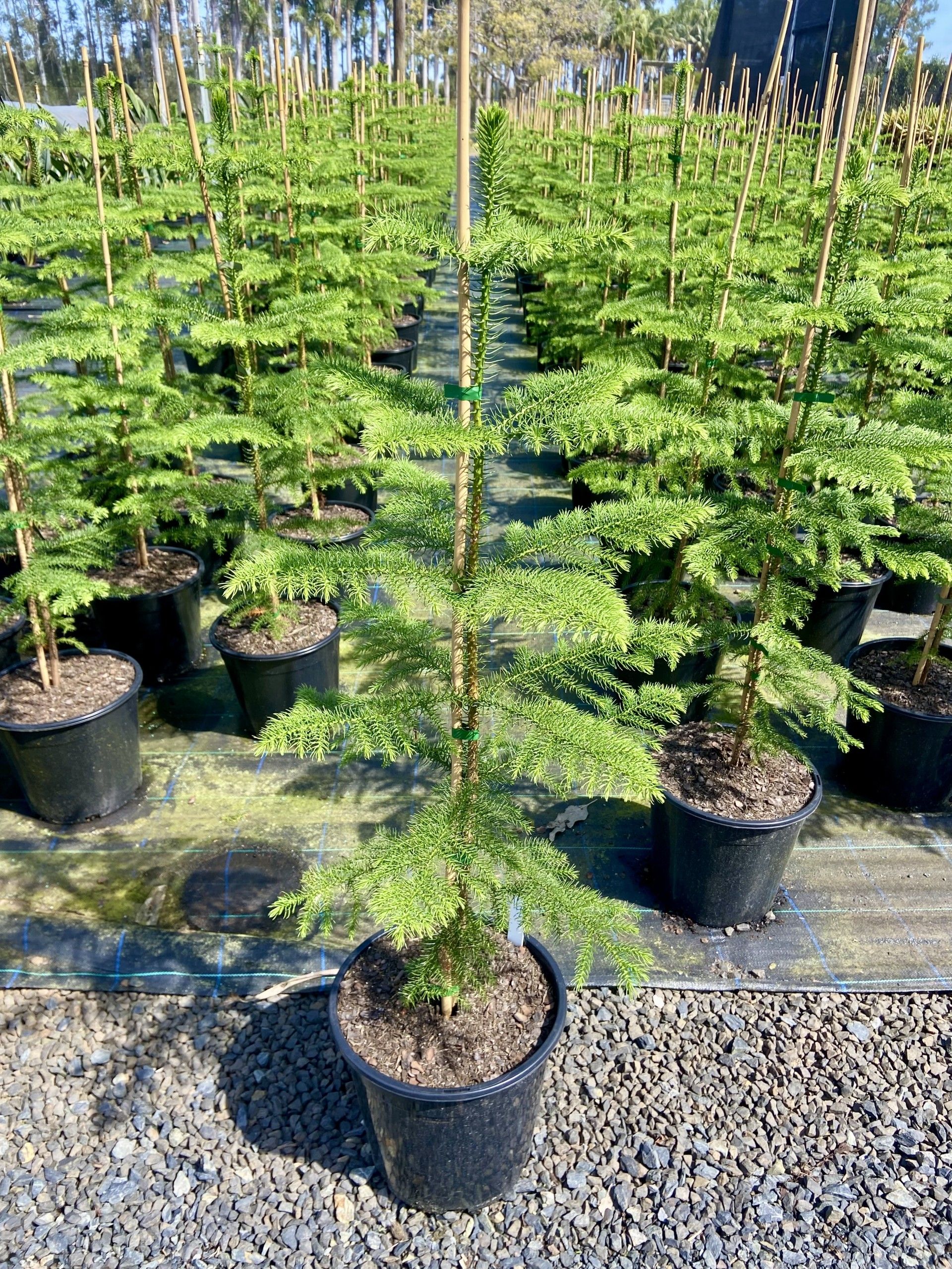 Araucaria heterophylla Norfolk Island Pine grown at the nursery