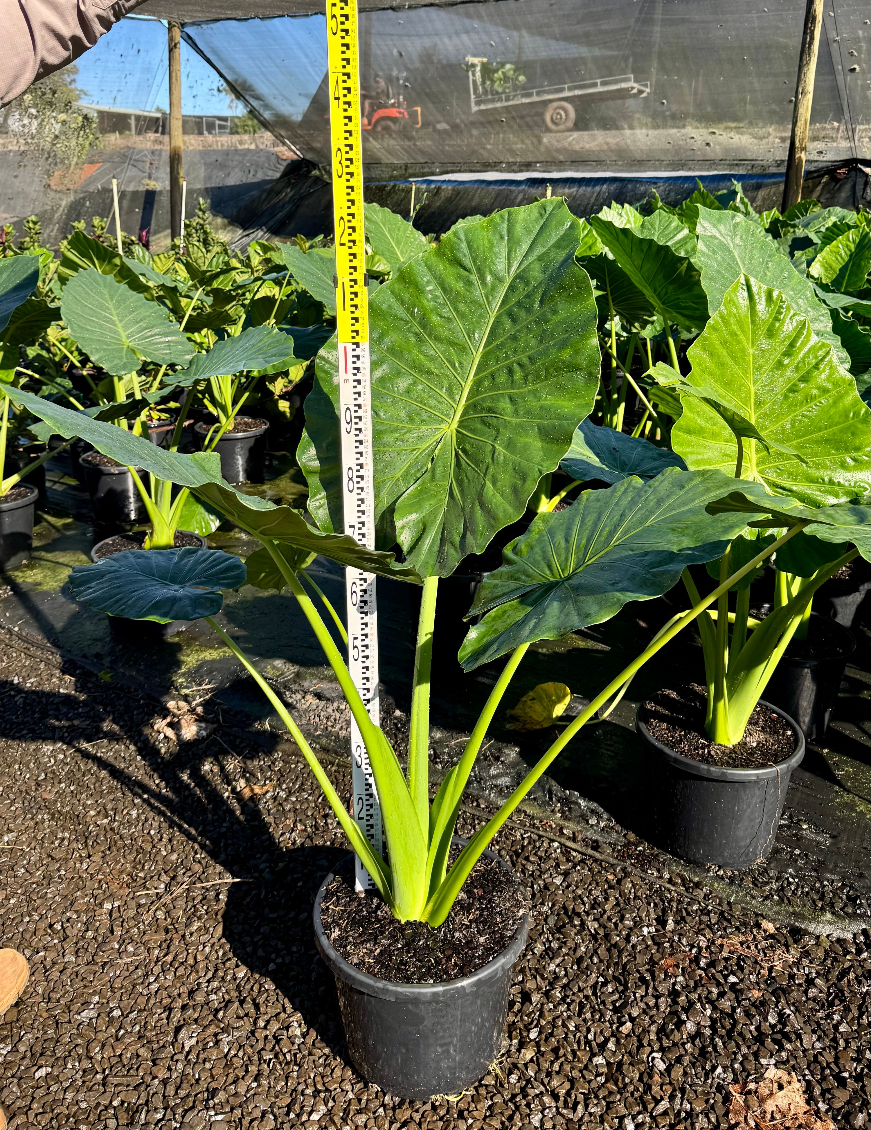 Alocasia macrorrhiza, photo 2