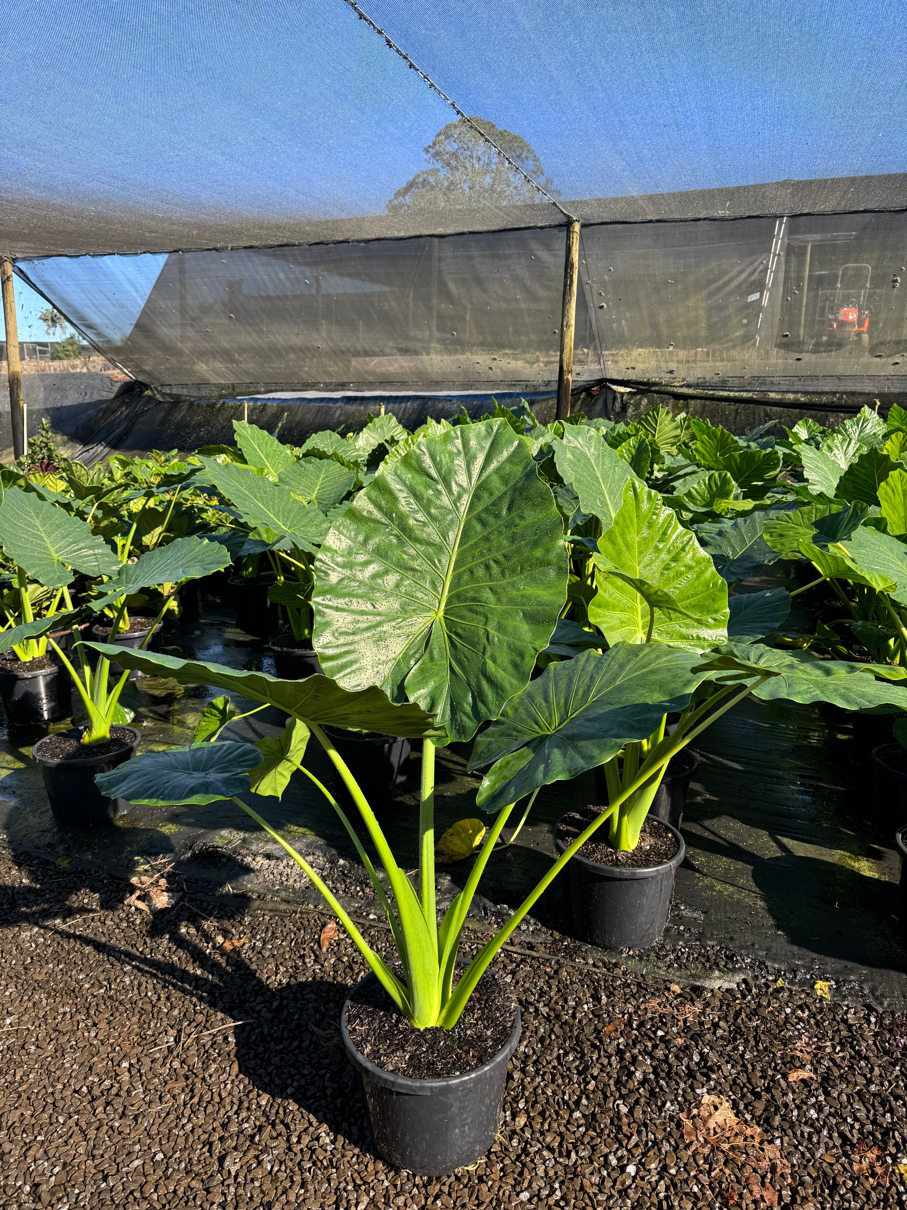 Alocasia macrorrhiza, photo 3