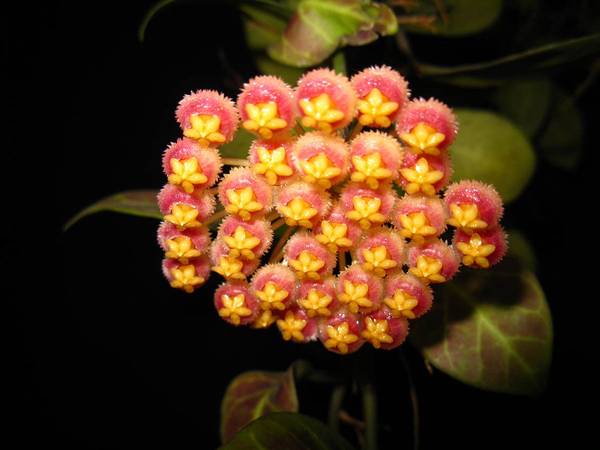 Hoya obscura Orange, photo 4