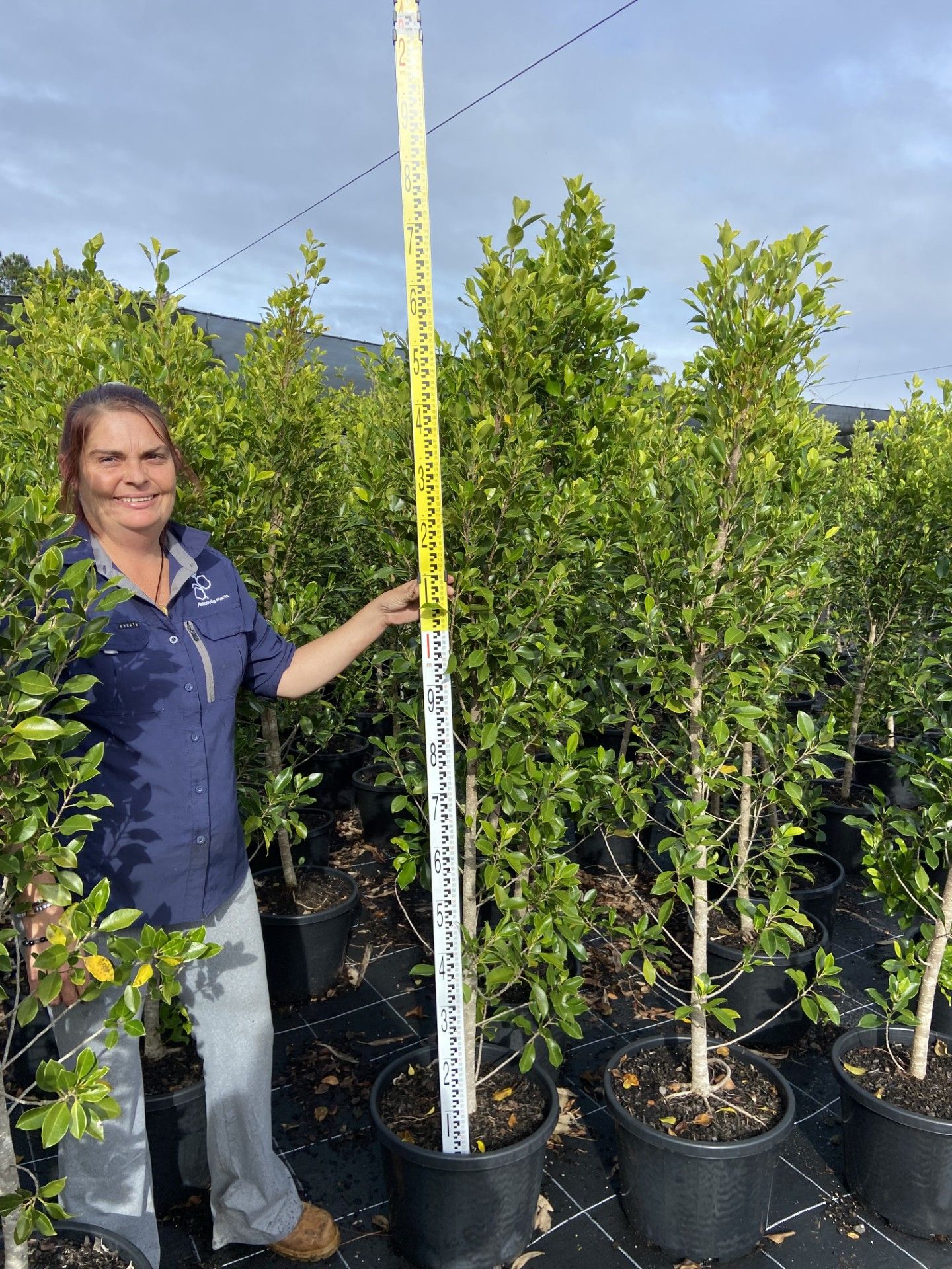 Ficus hillii Flash Standard grown at the nursery