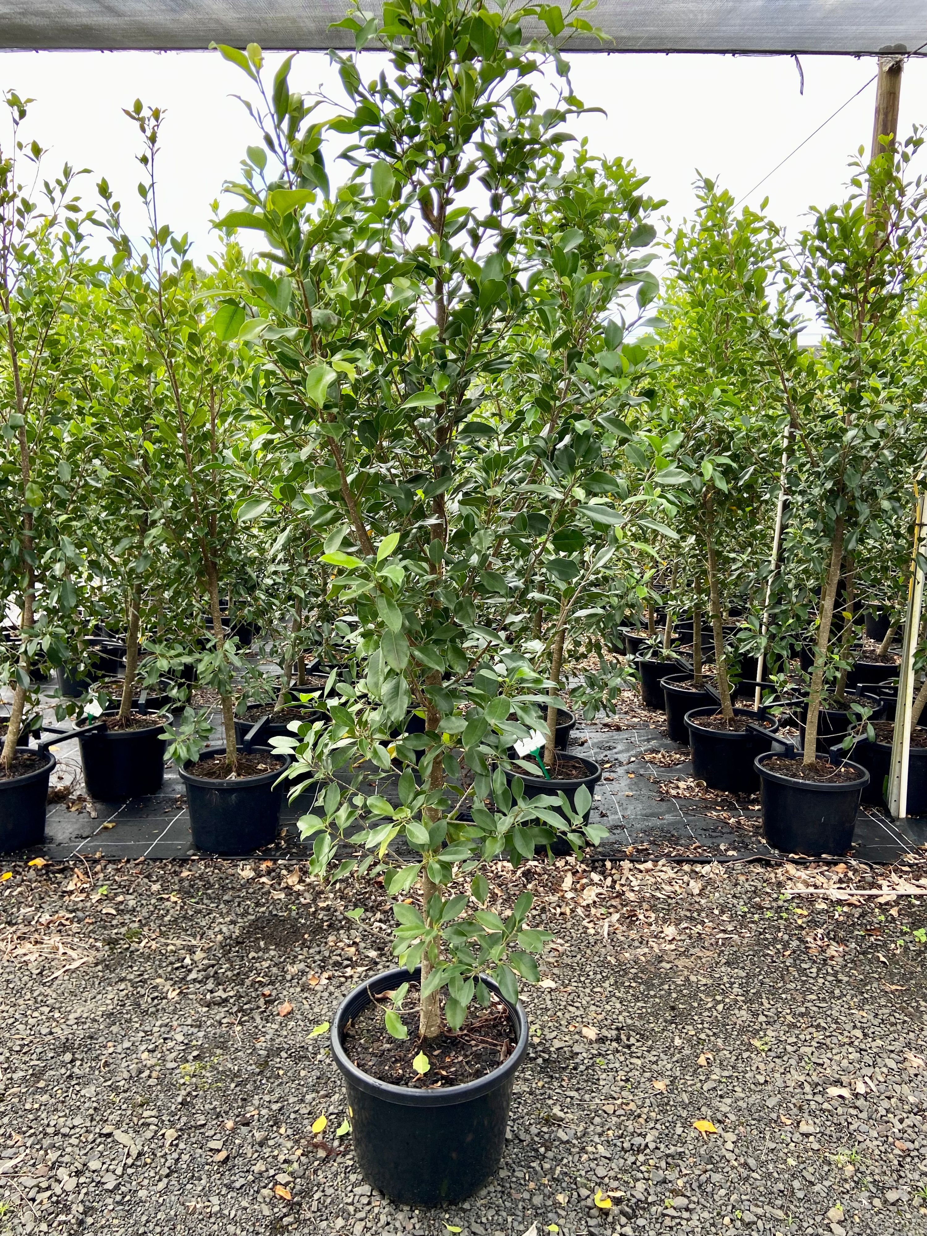 Ficus hillii Flash Standard, photo 2