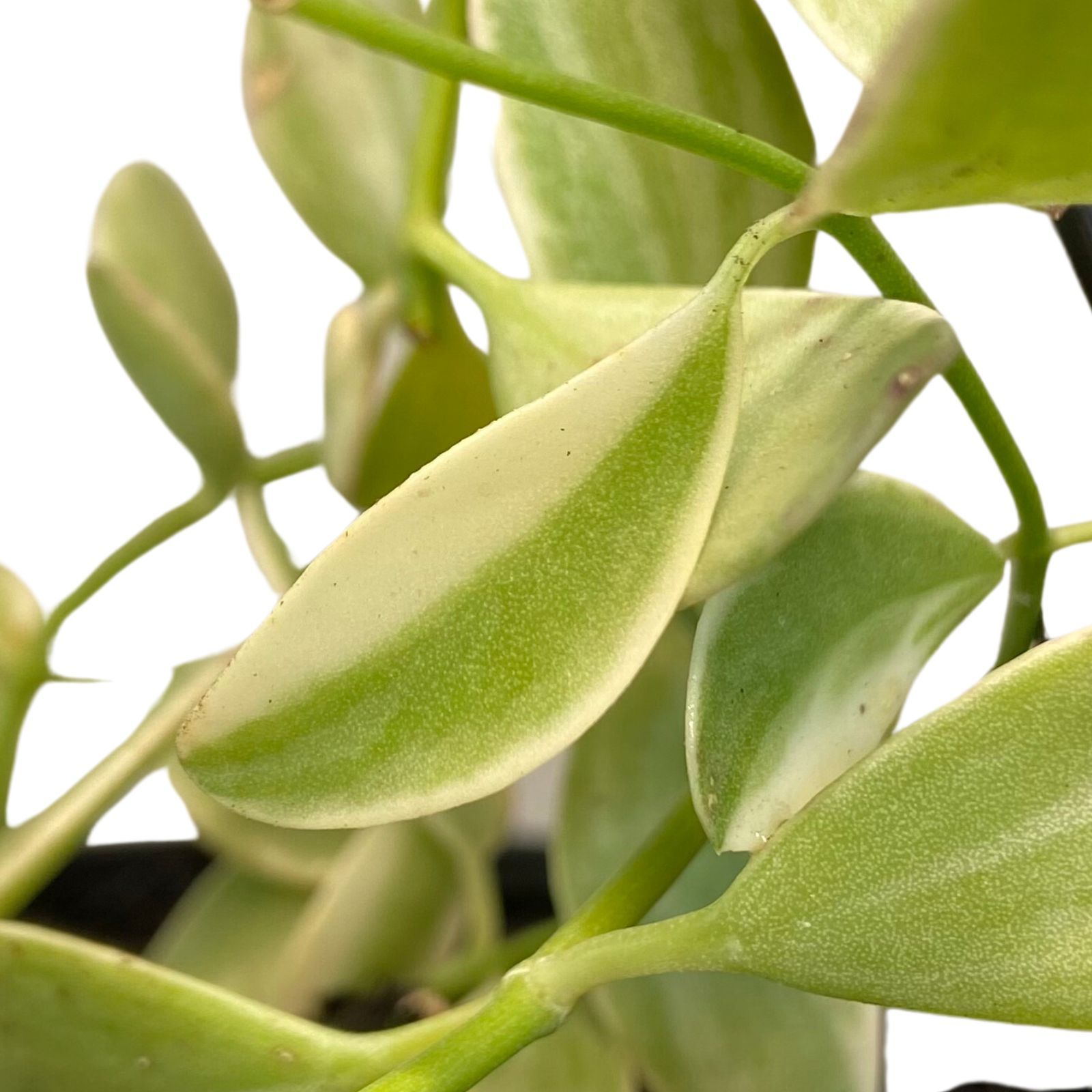 Dischidia oiantha Variegata, photo 4