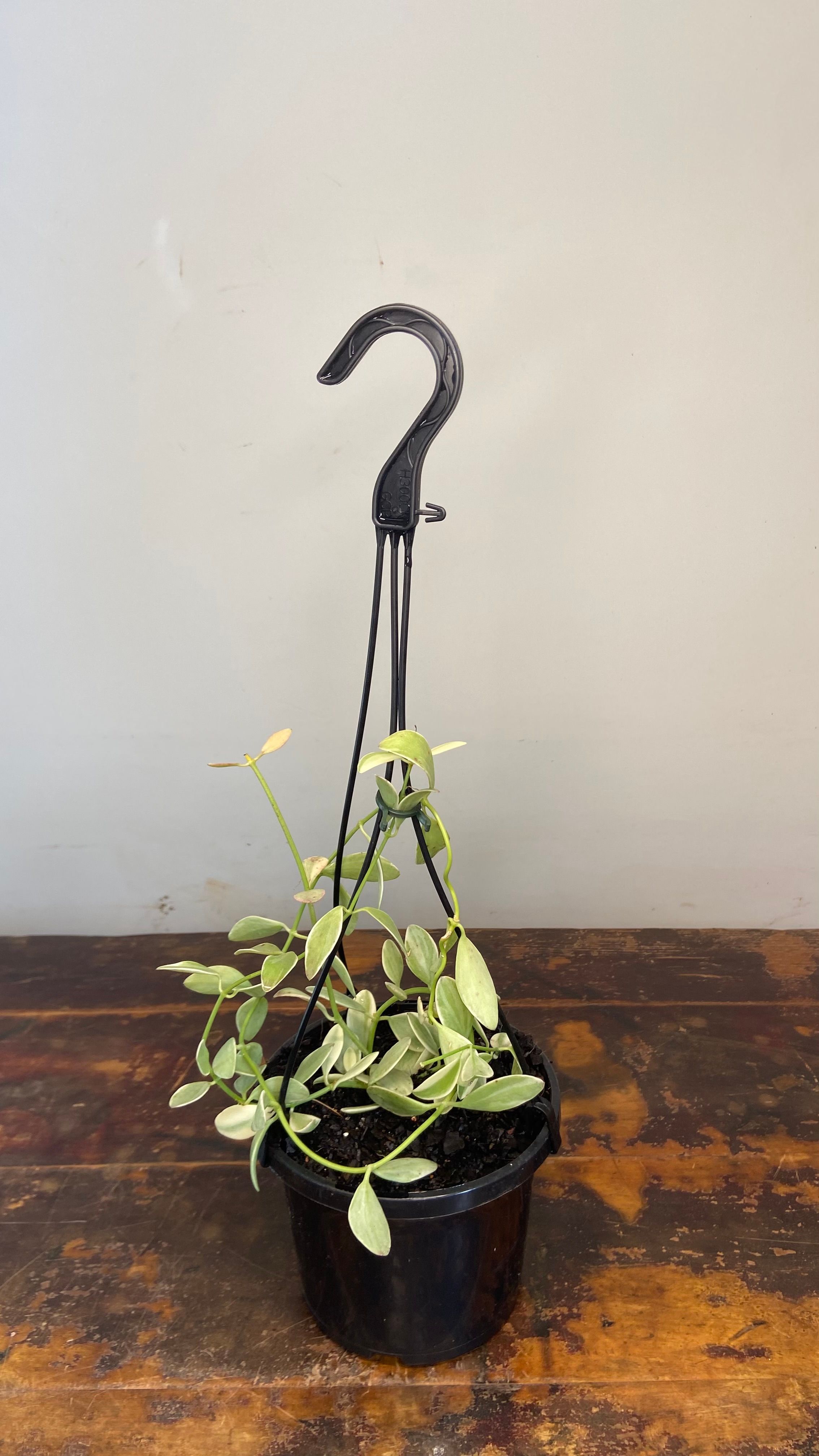 Dischidia oiantha Variegata, photo 6