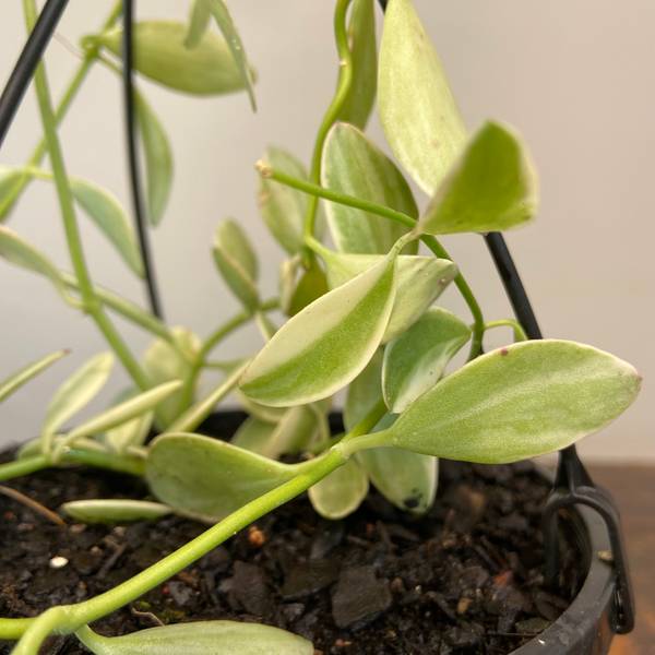 Dischidia oiantha Variegata, photo 7