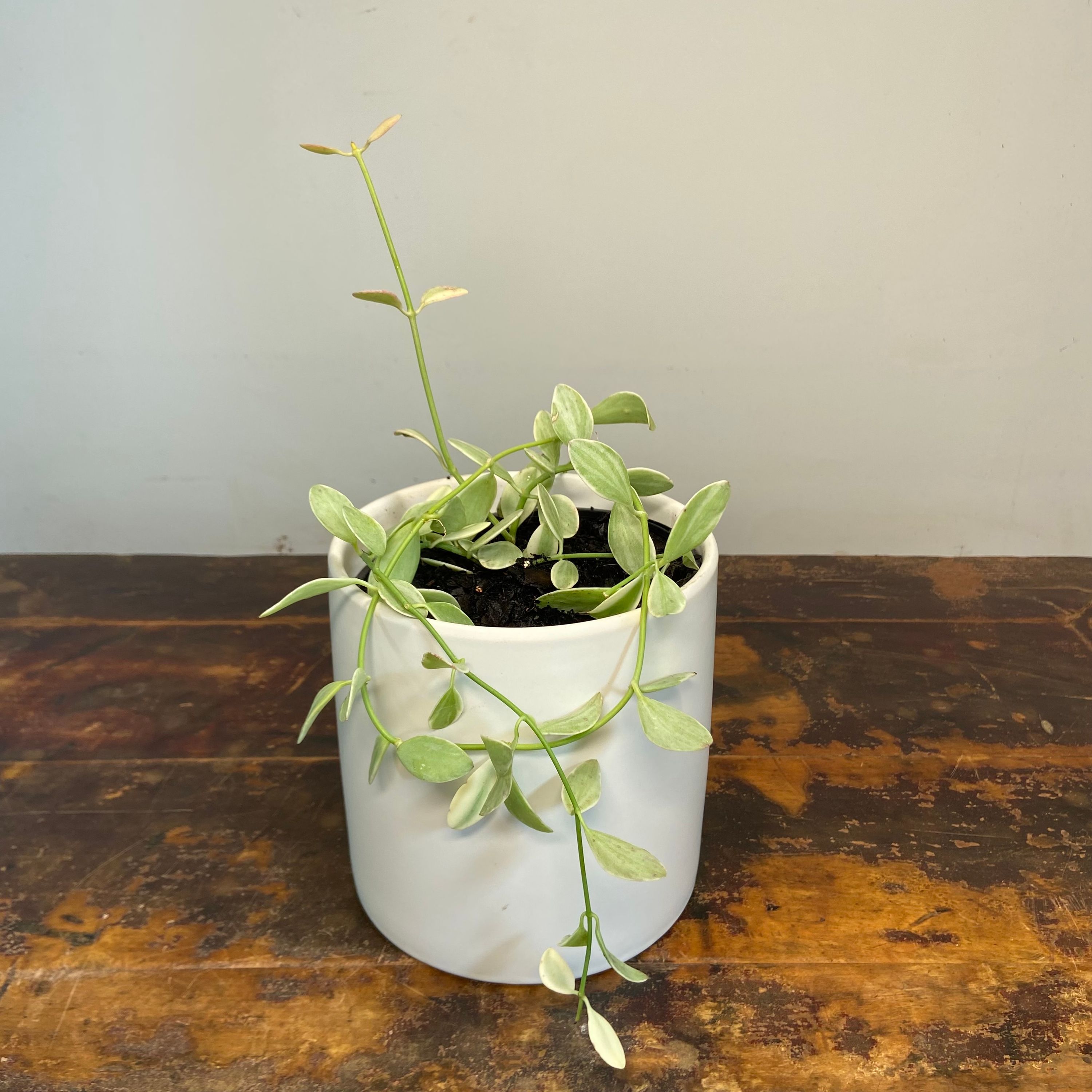 Dischidia oiantha Variegata, photo 7