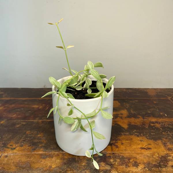 Dischidia oiantha Variegata, photo 7