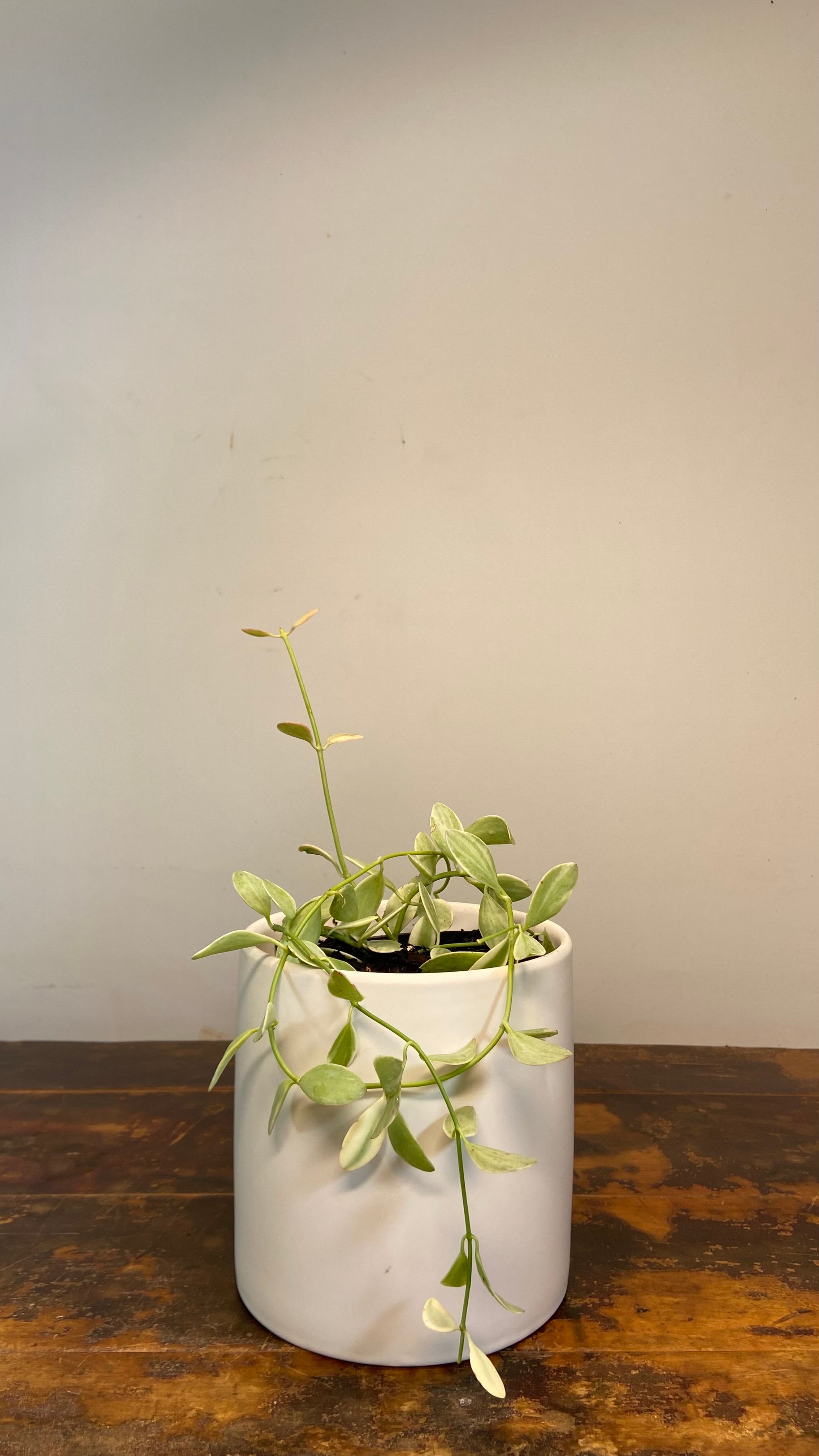Dischidia oiantha Variegata, photo 8