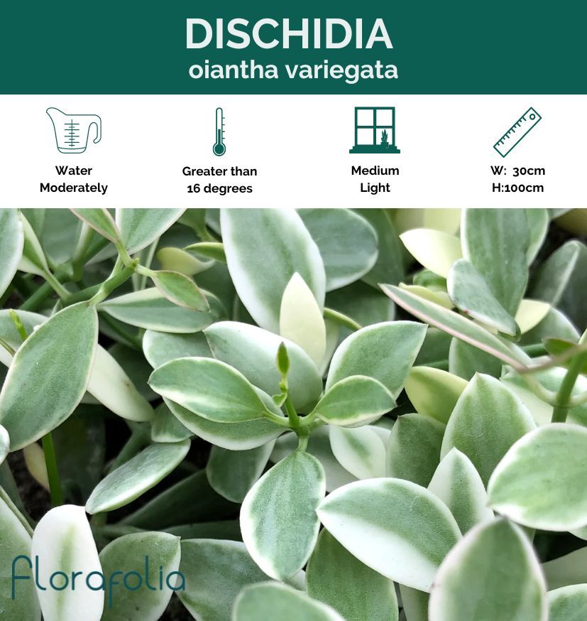 Dischidia oiantha Variegata, photo 8