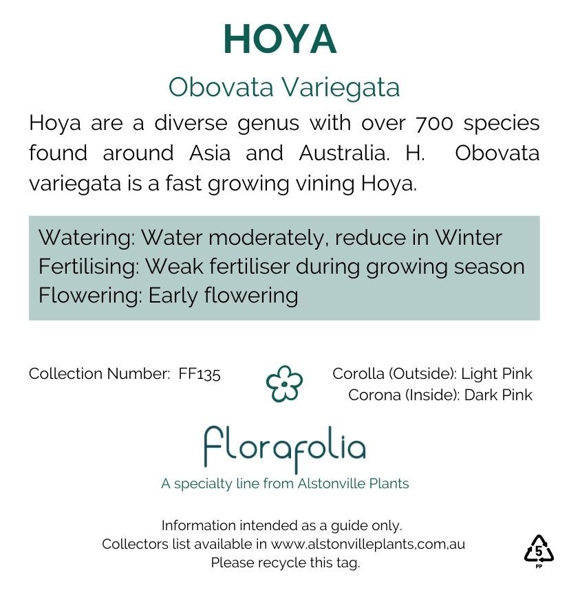 Hoya obovata Variegata, photo 2
