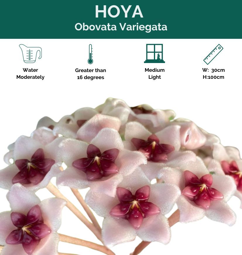 Hoya obovata Variegata grown at the nursery