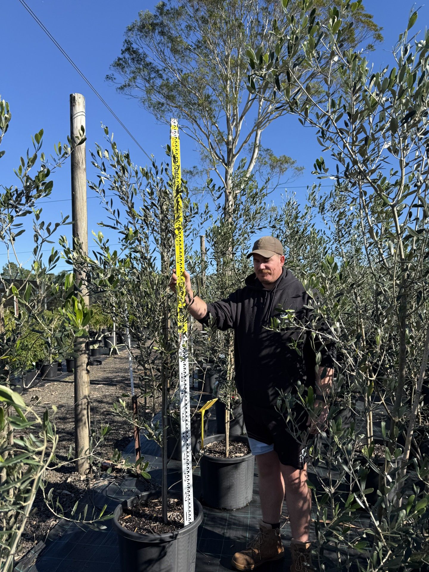 Olea europea Swan hill grown at the nursery
