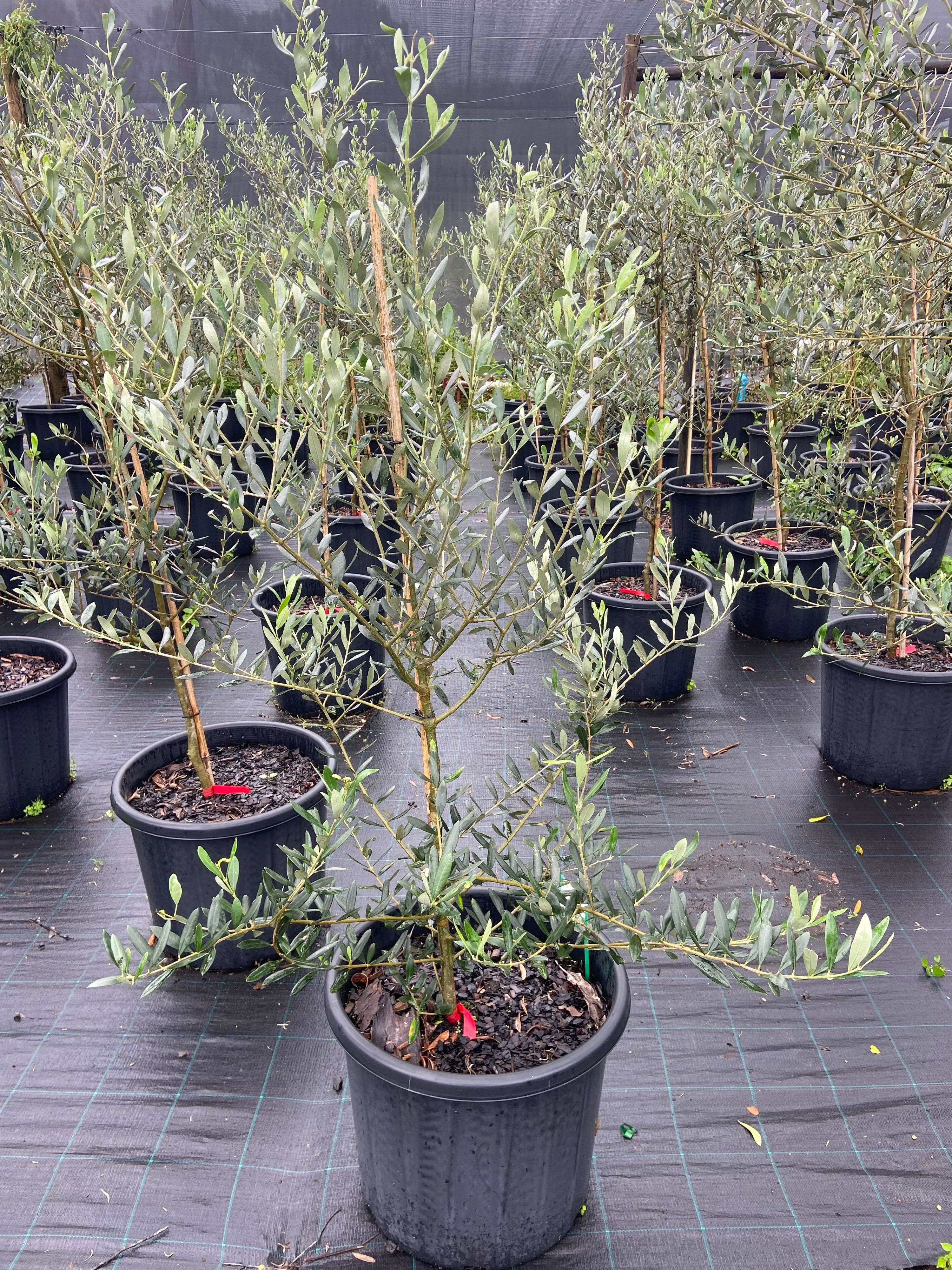 Olea europea Swan hill, photo 2