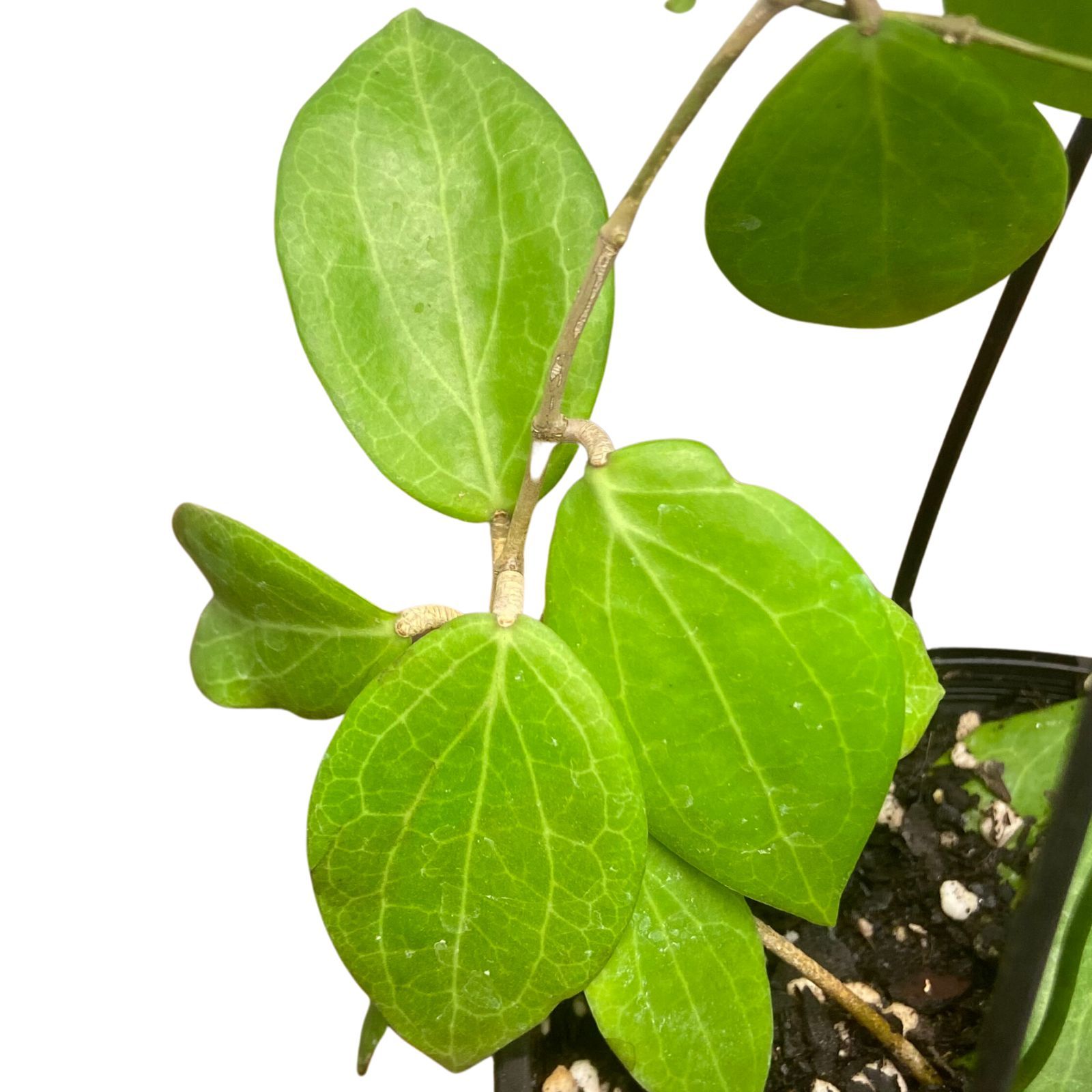 Hoya samoensis grown at the nursery