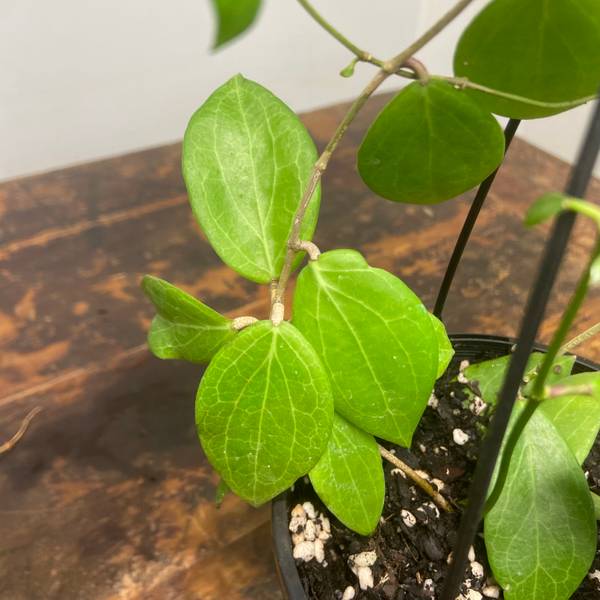 Hoya samoensis, photo 4